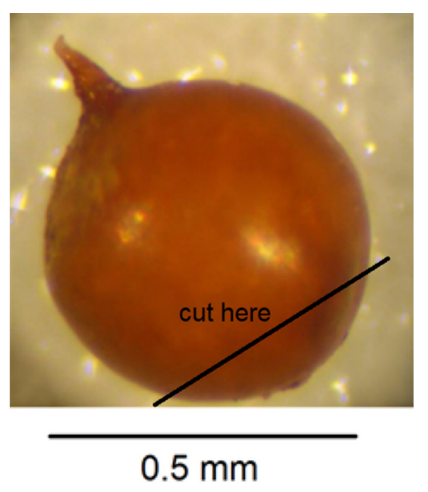 Plants 10 00184 g005