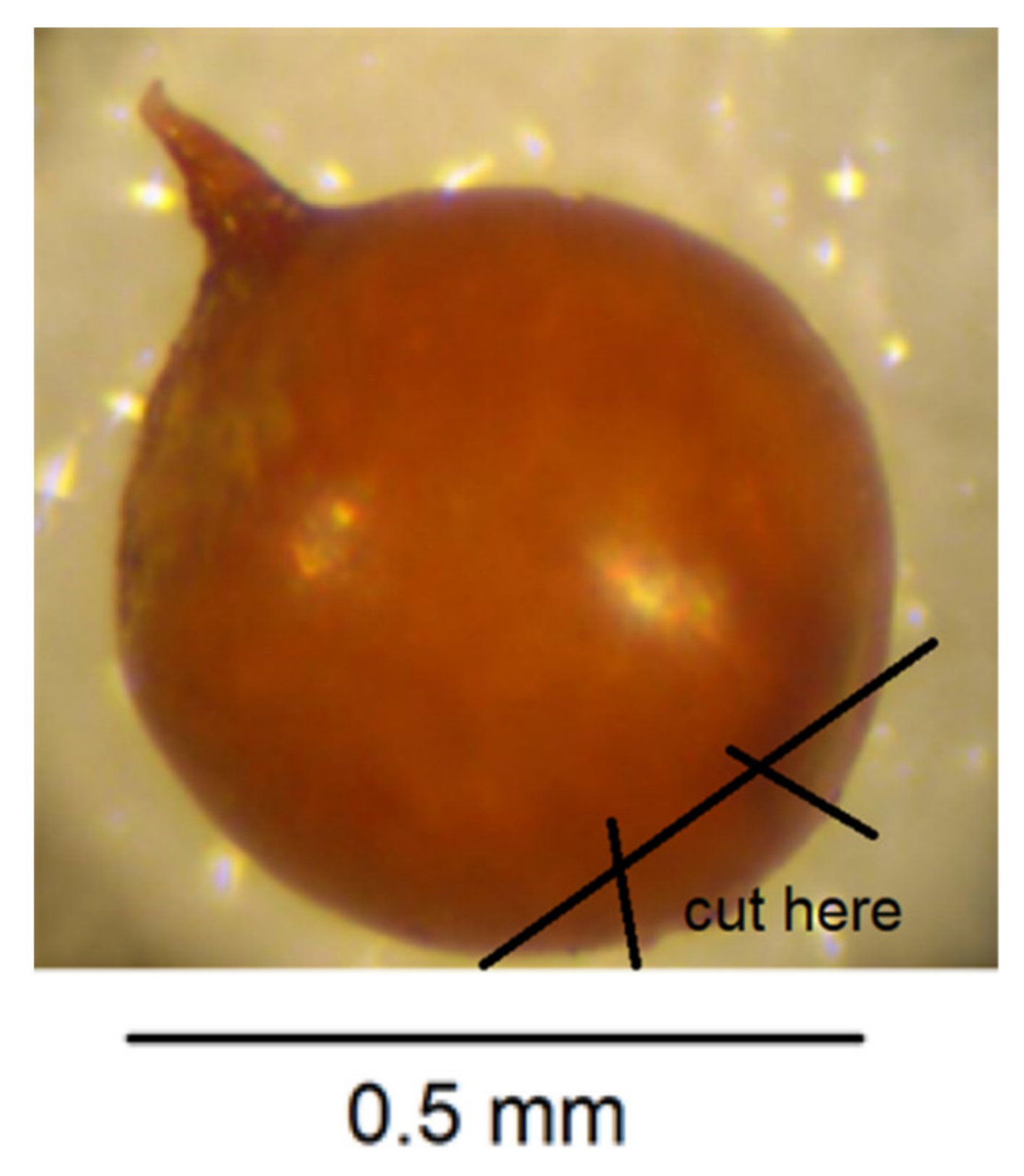 Plants 10 00184 g006