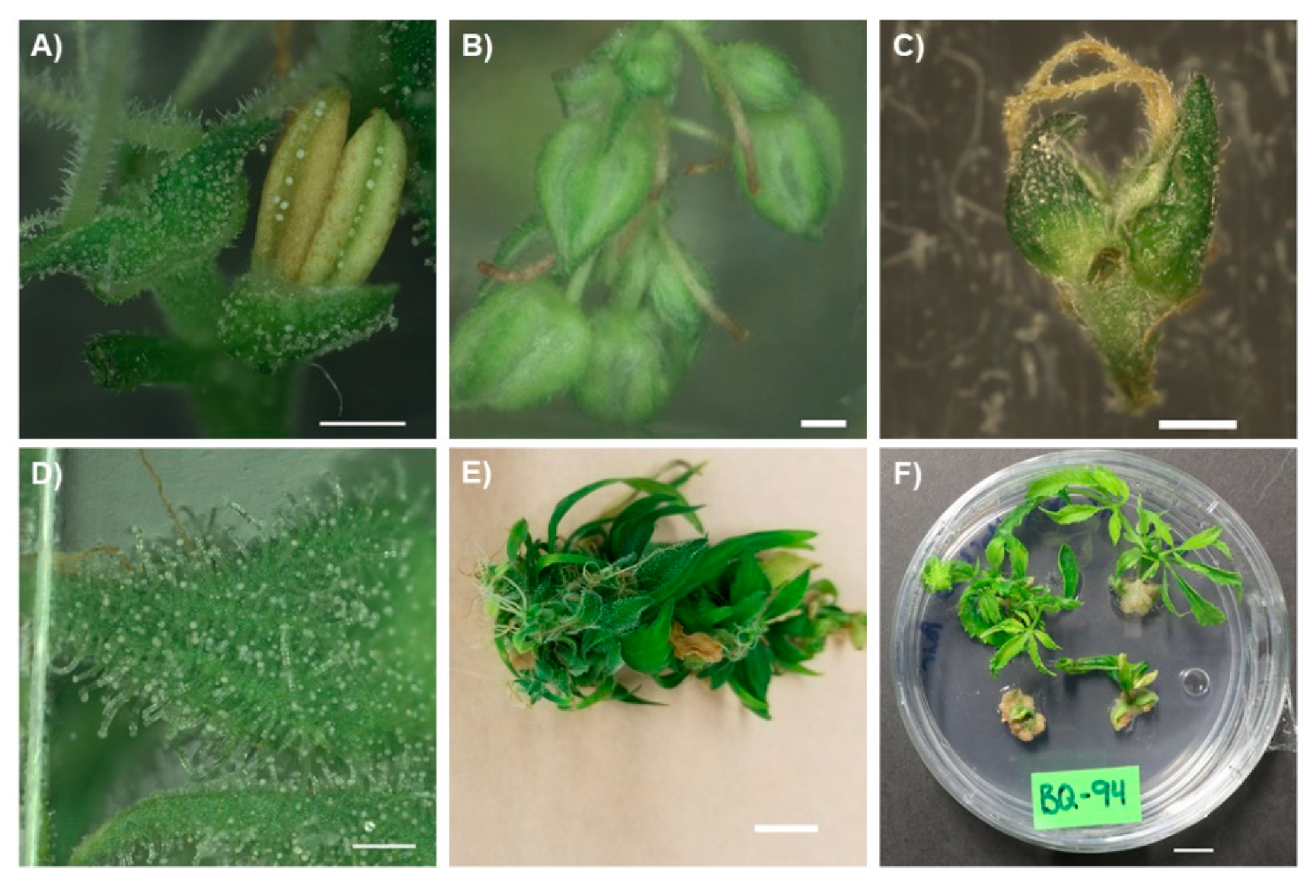 Plants 10 00185 g001