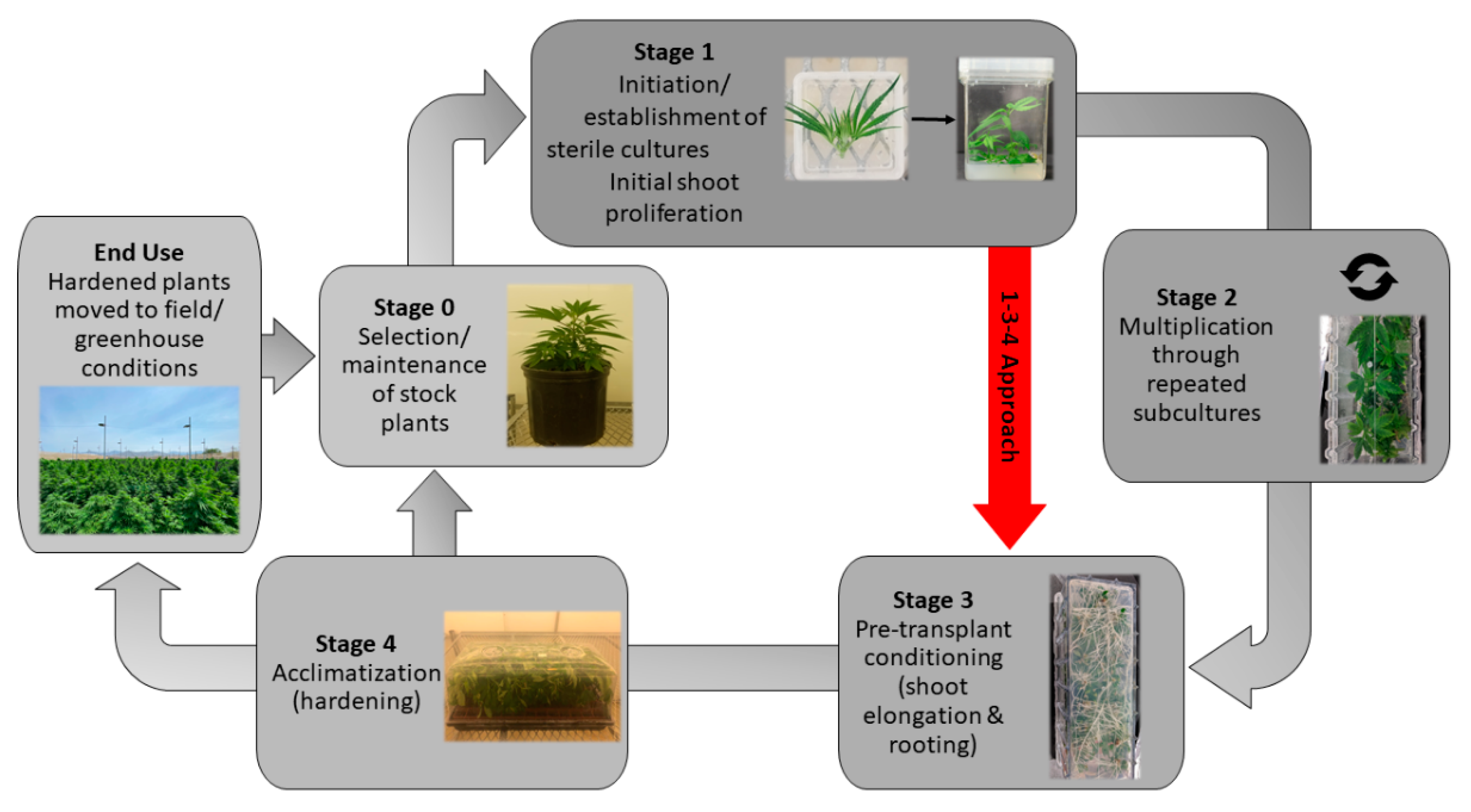 Weed-Inspired Velcro Concept Could Deliver Medicines, Collect Data From  Plants - Modern Farmer
