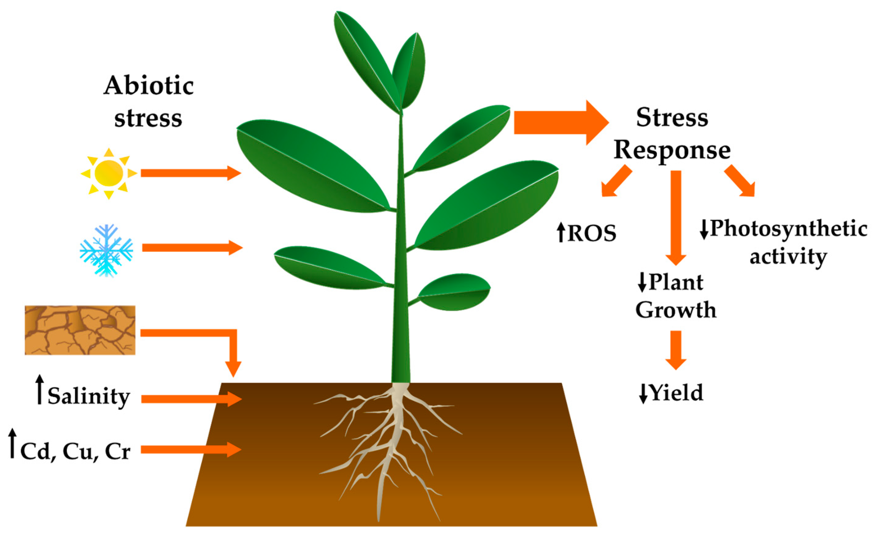 Plants Free Full Text Abiotic Stress In Crop Species Improving Tolerance By Applying Plant Metabolites Html