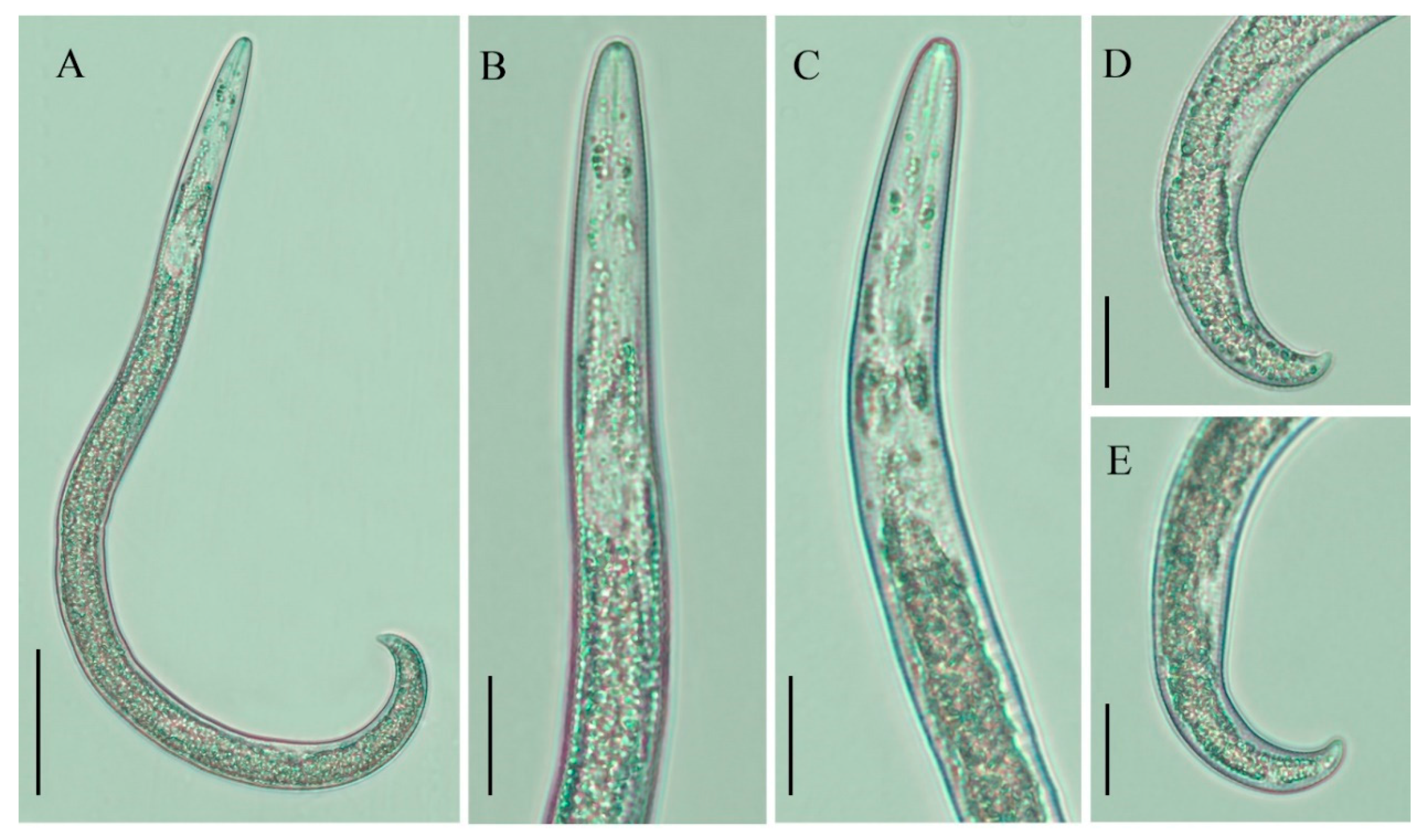 Plants 10 00188 g002 Plants 10 00188 g002