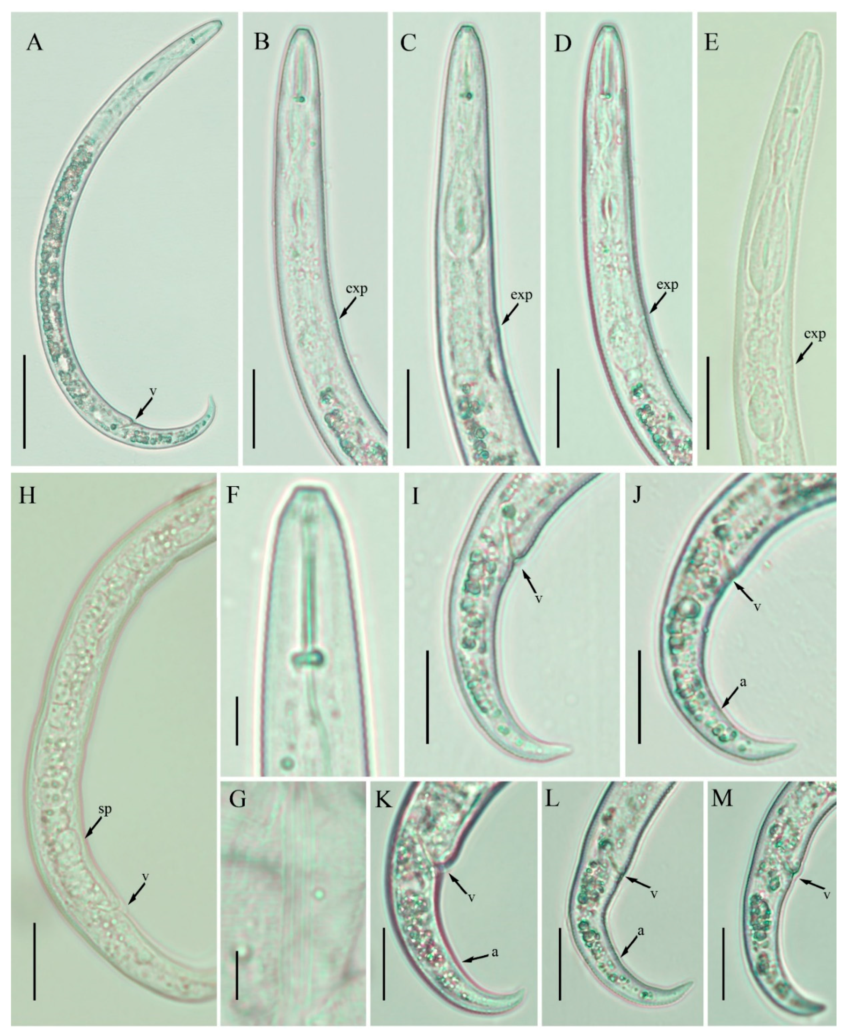 Plants 10 00188 g003 Plants 10 00188 g003