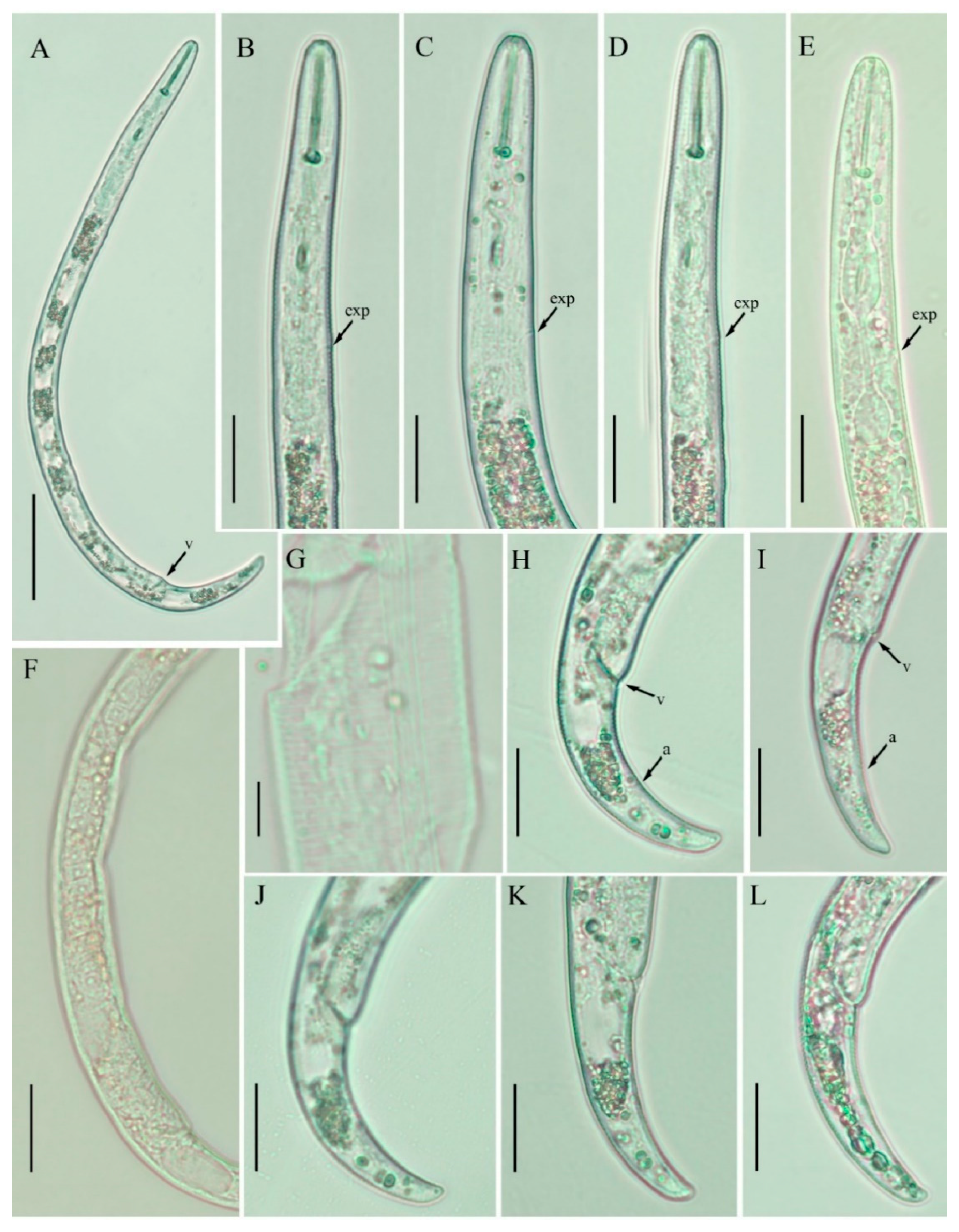 Plants 10 00188 g007 Plants 10 00188 g007