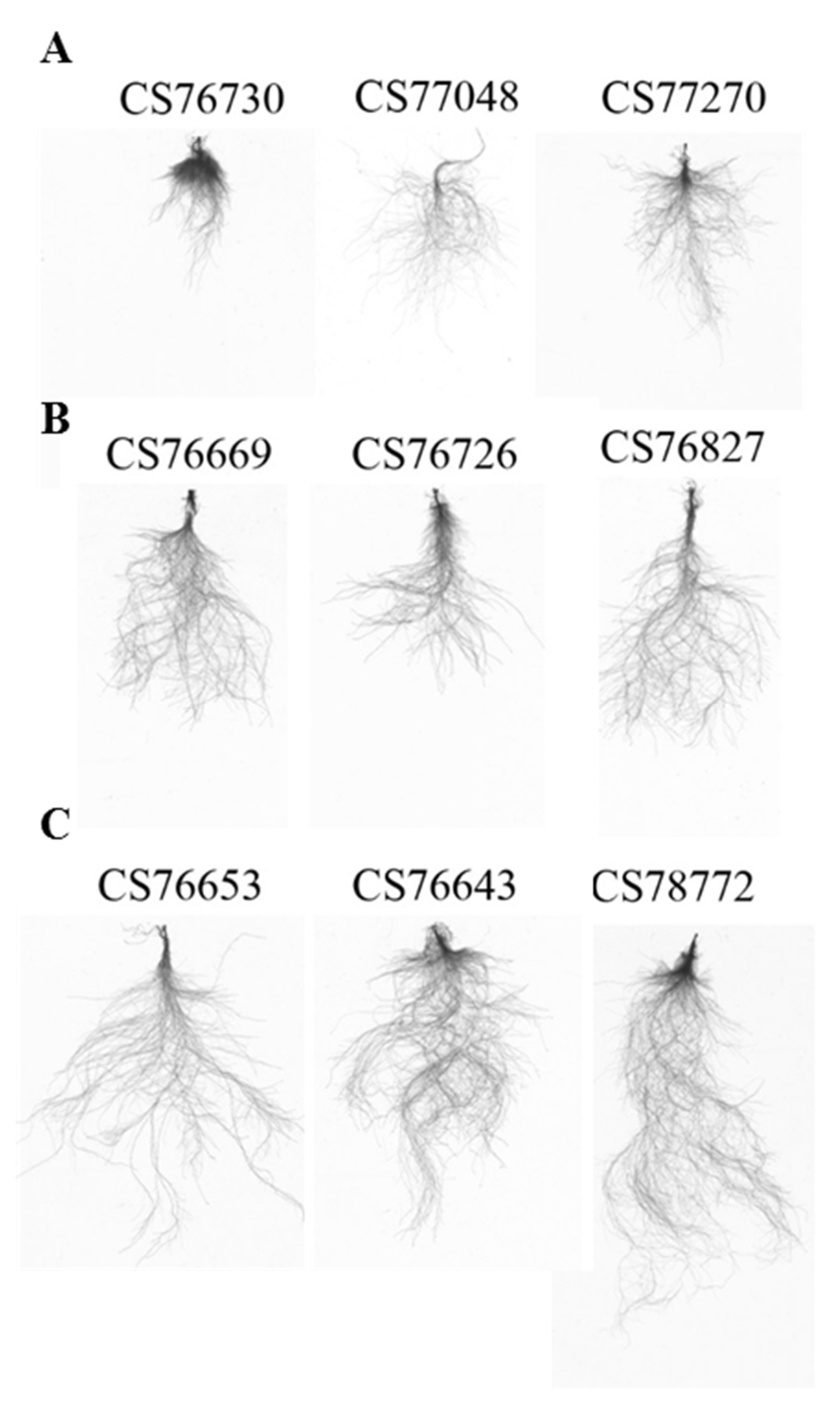 Plants 10 00191 g002 Plants 10 00191 g002