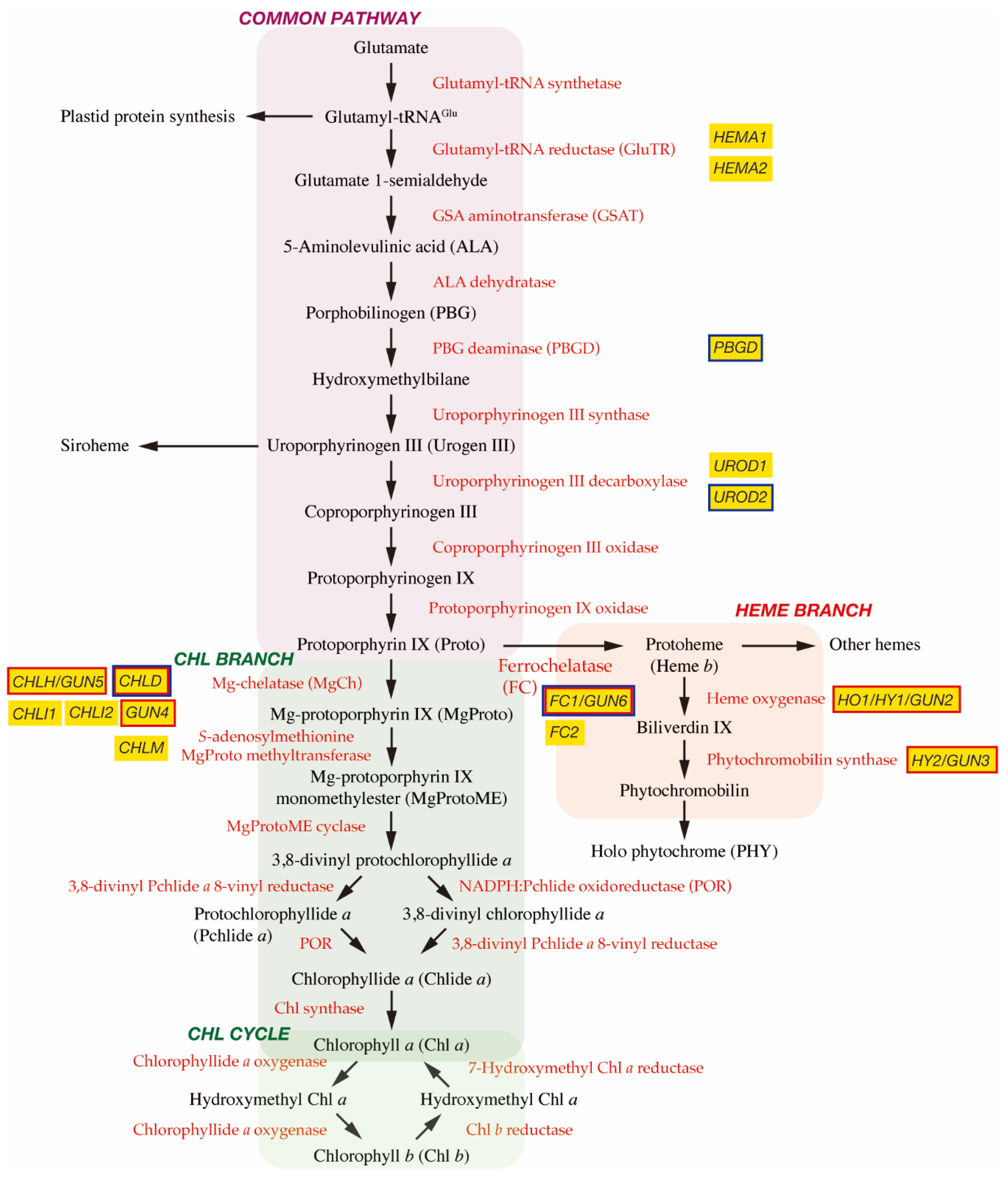 Plants 10 00196 g001