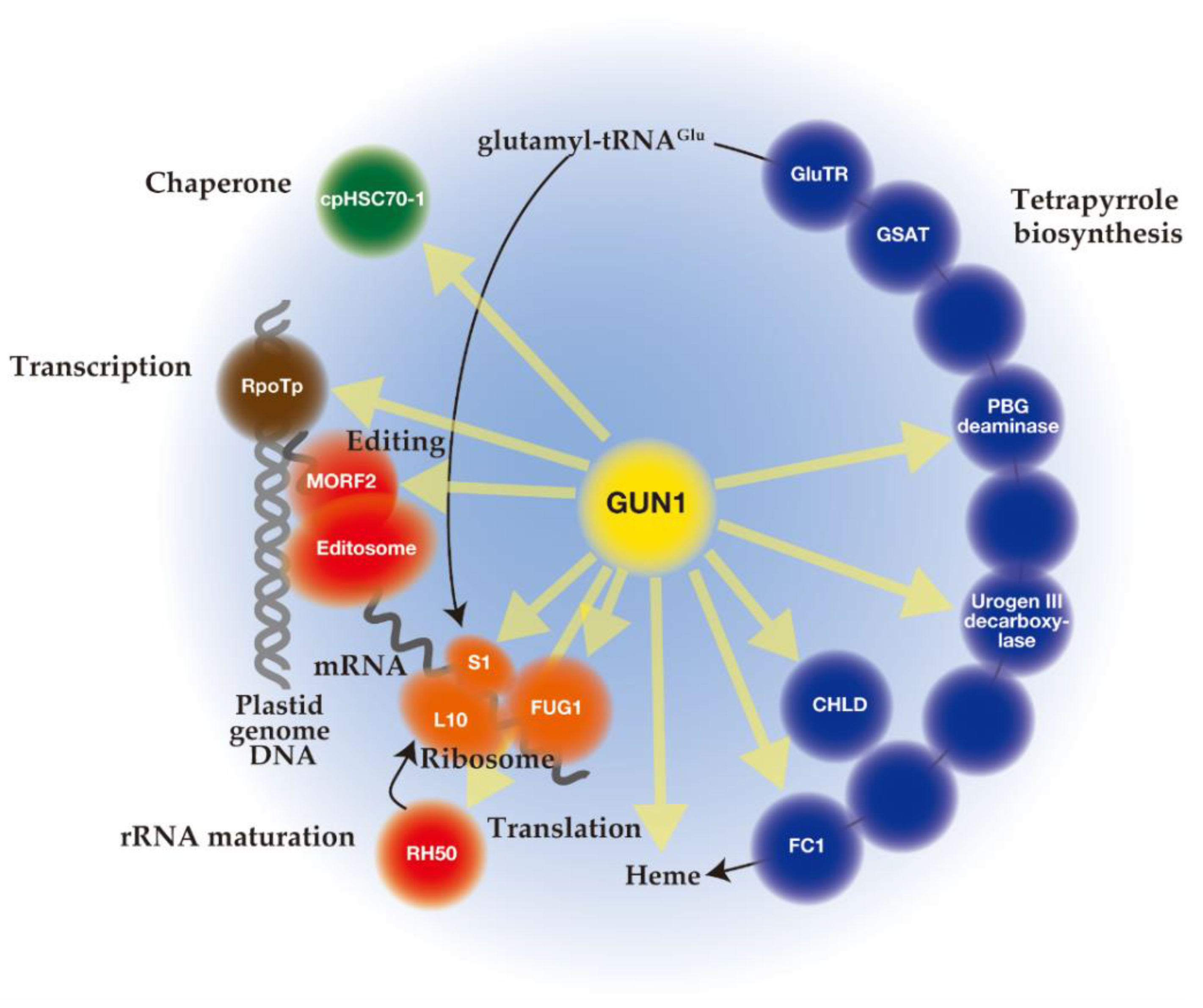 Plants 10 00196 g002