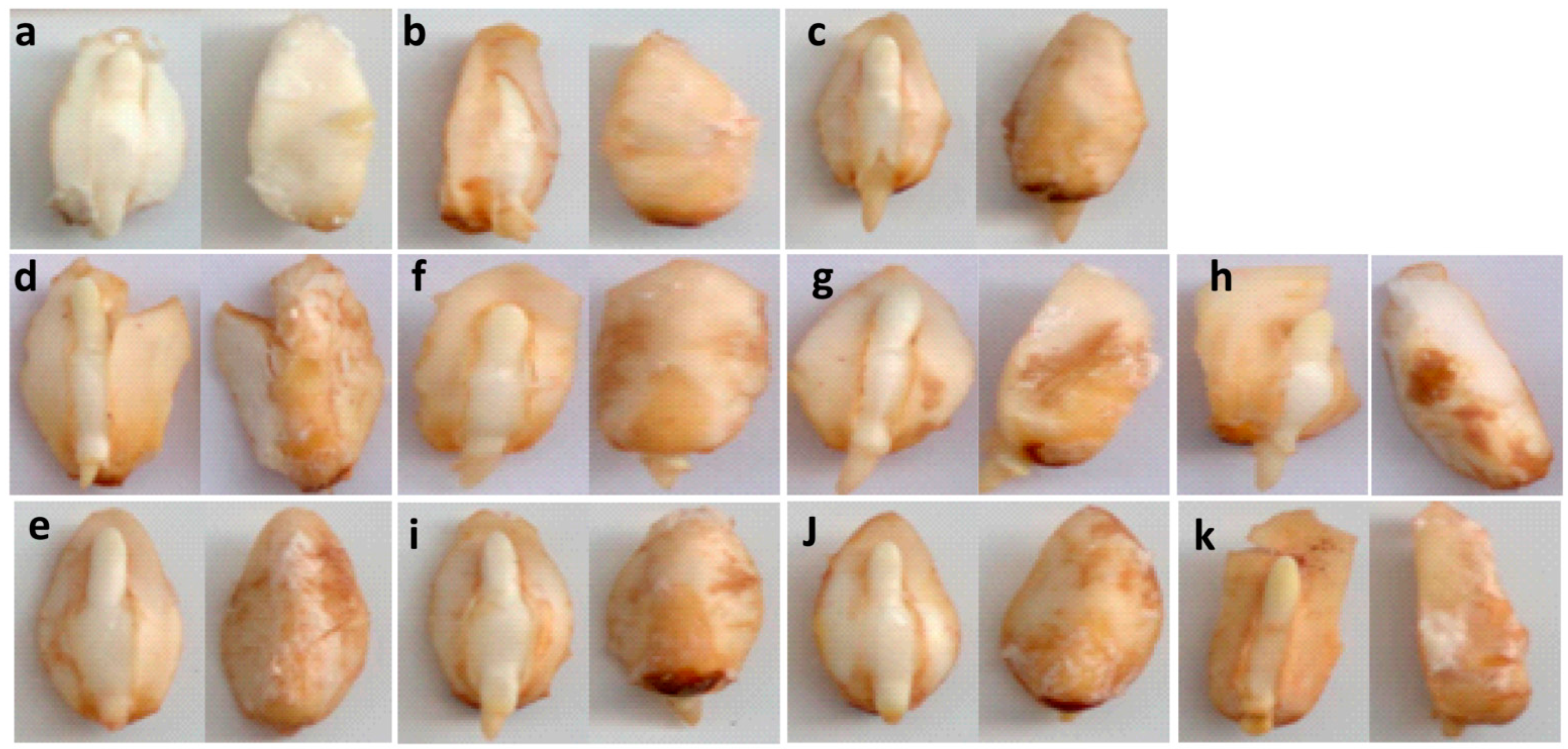 Plants 10 00197 g003