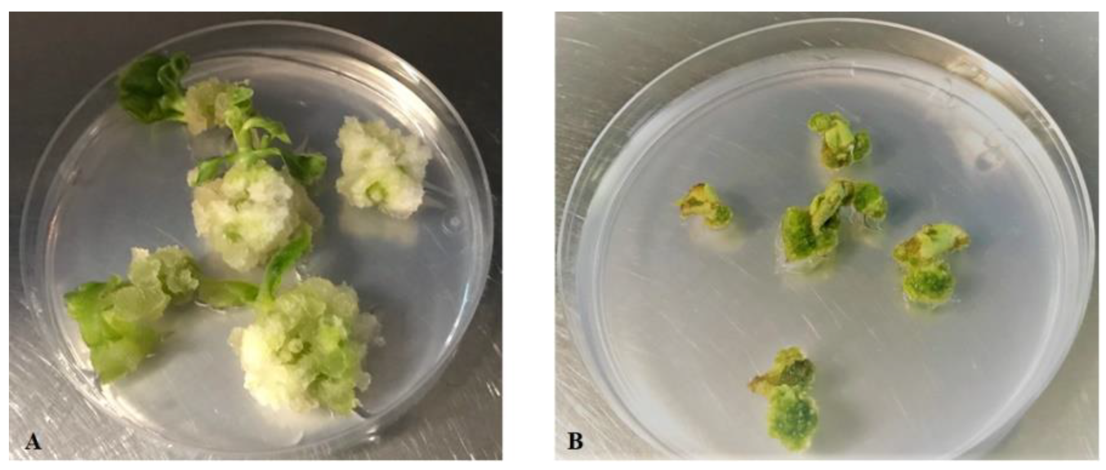 Plants 10 00198 g001 Plants 10 00198 g001