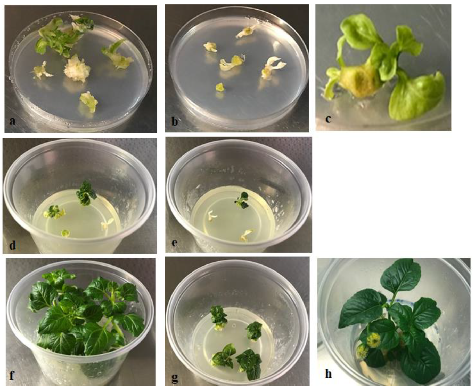 Plants 10 00198 g003 Plants 10 00198 g003