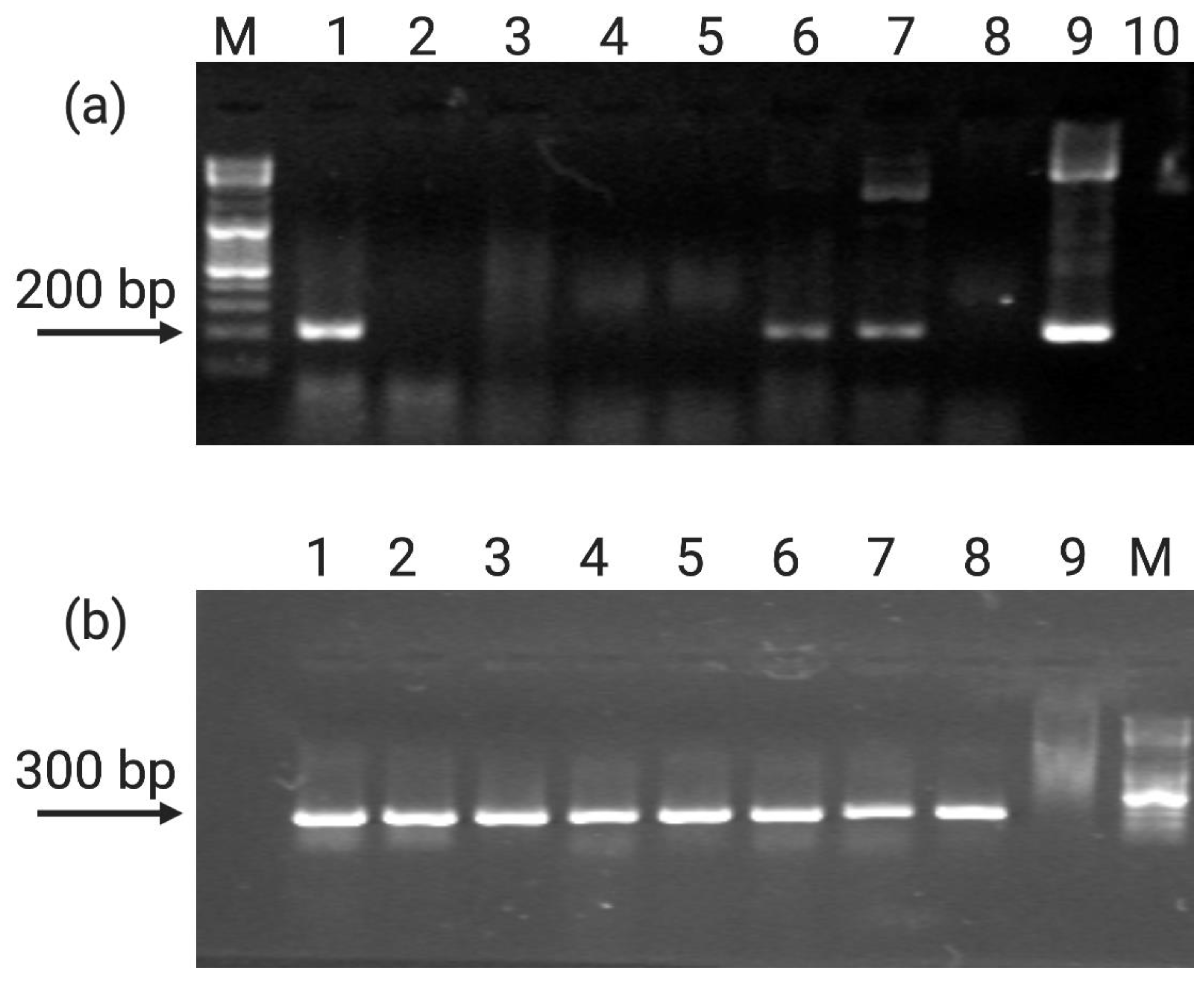 Plants 10 00198 g004 Plants 10 00198 g004
