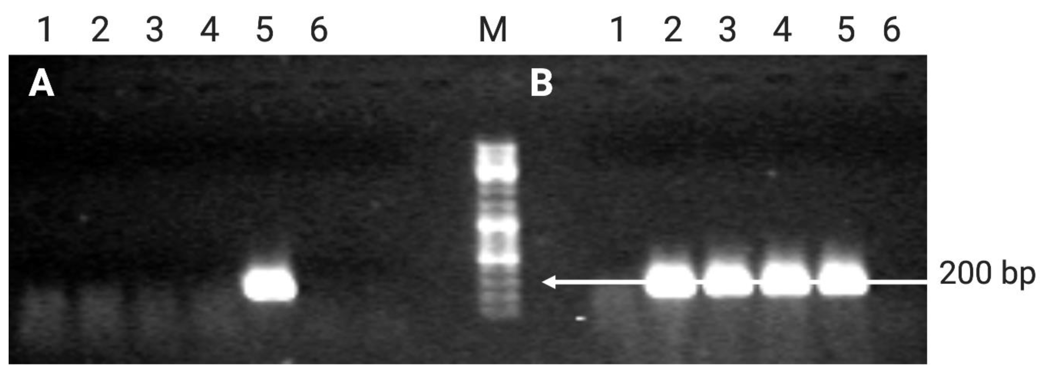 Plants 10 00198 g005 Plants 10 00198 g005