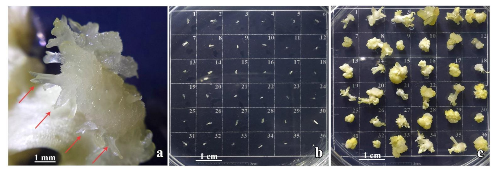 Plants 10 00199 g002 Plants 10 00199 g002