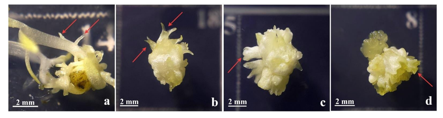 Plants 10 00199 g006 Plants 10 00199 g006