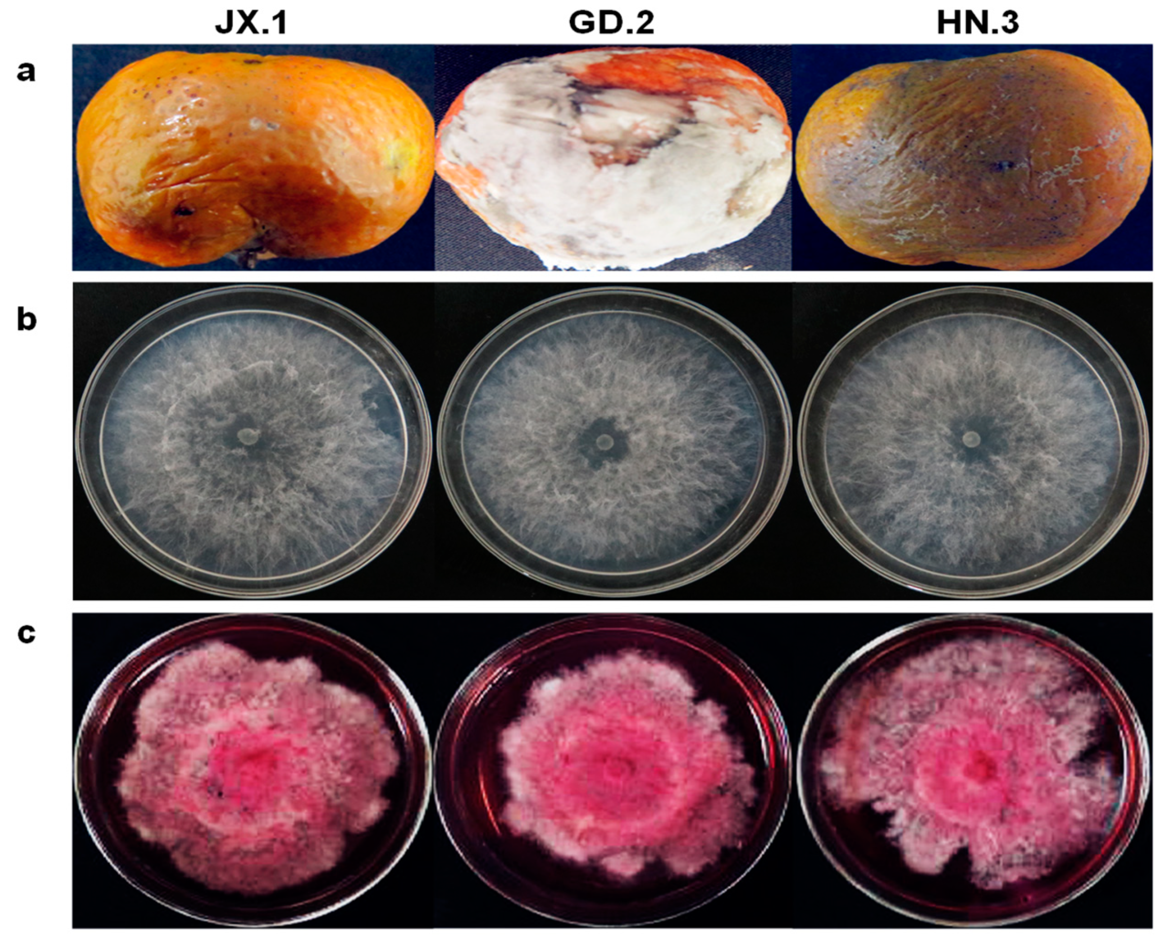 Plants 10 00202 g001 Plants 10 00202 g001