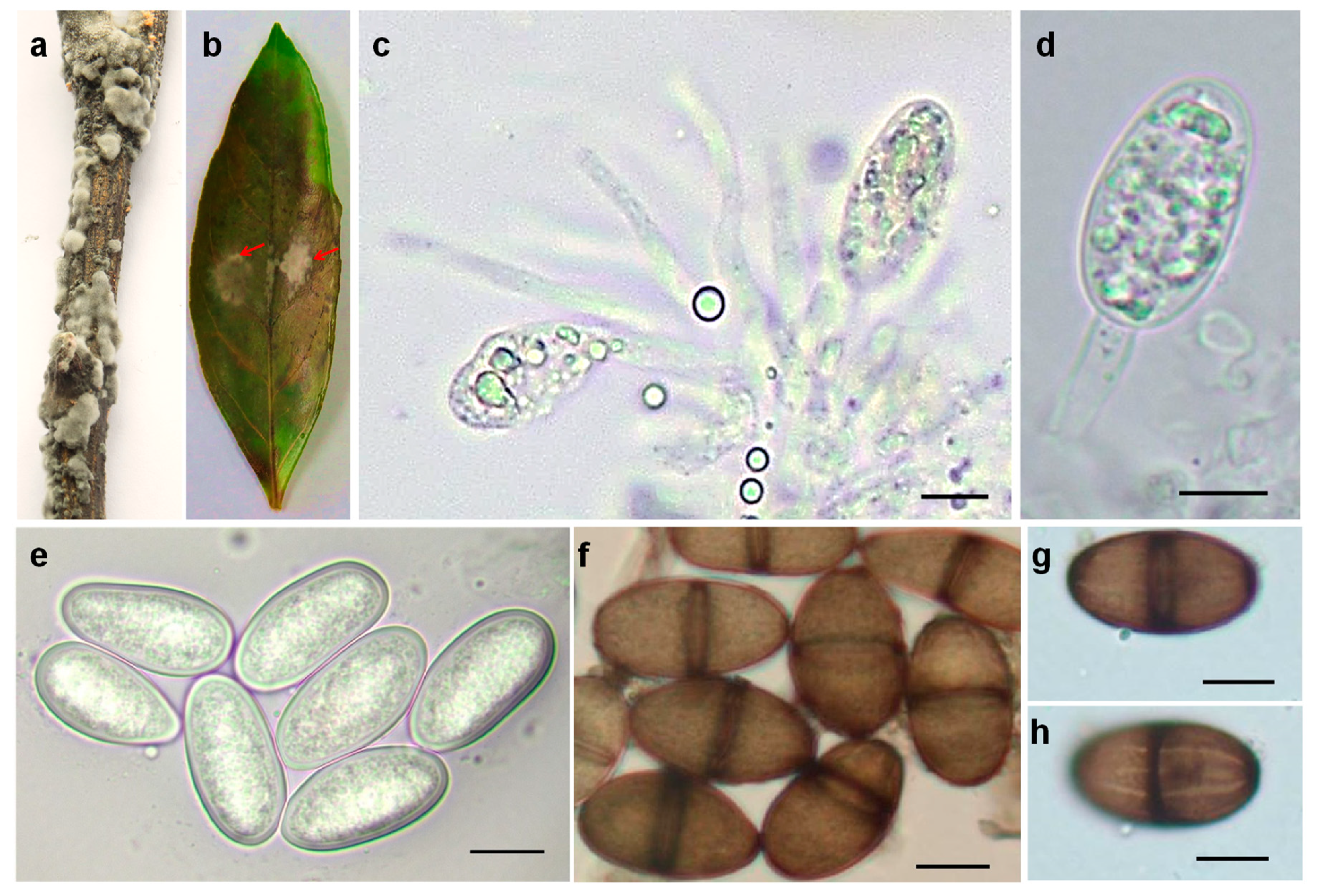 Plants 10 00202 g003 Plants 10 00202 g003