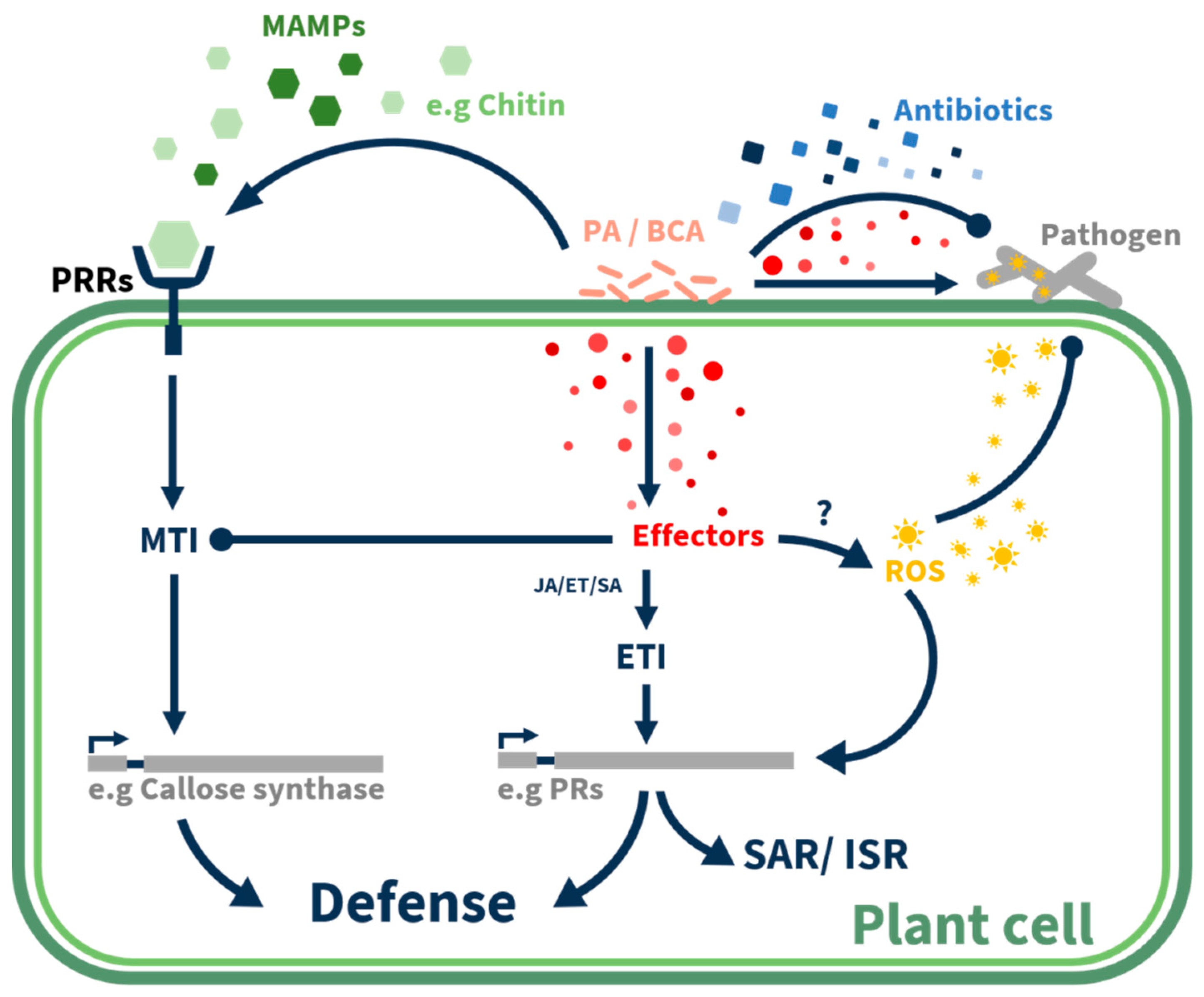 Plants 10 00210 g002 Plants 10 00210 g002