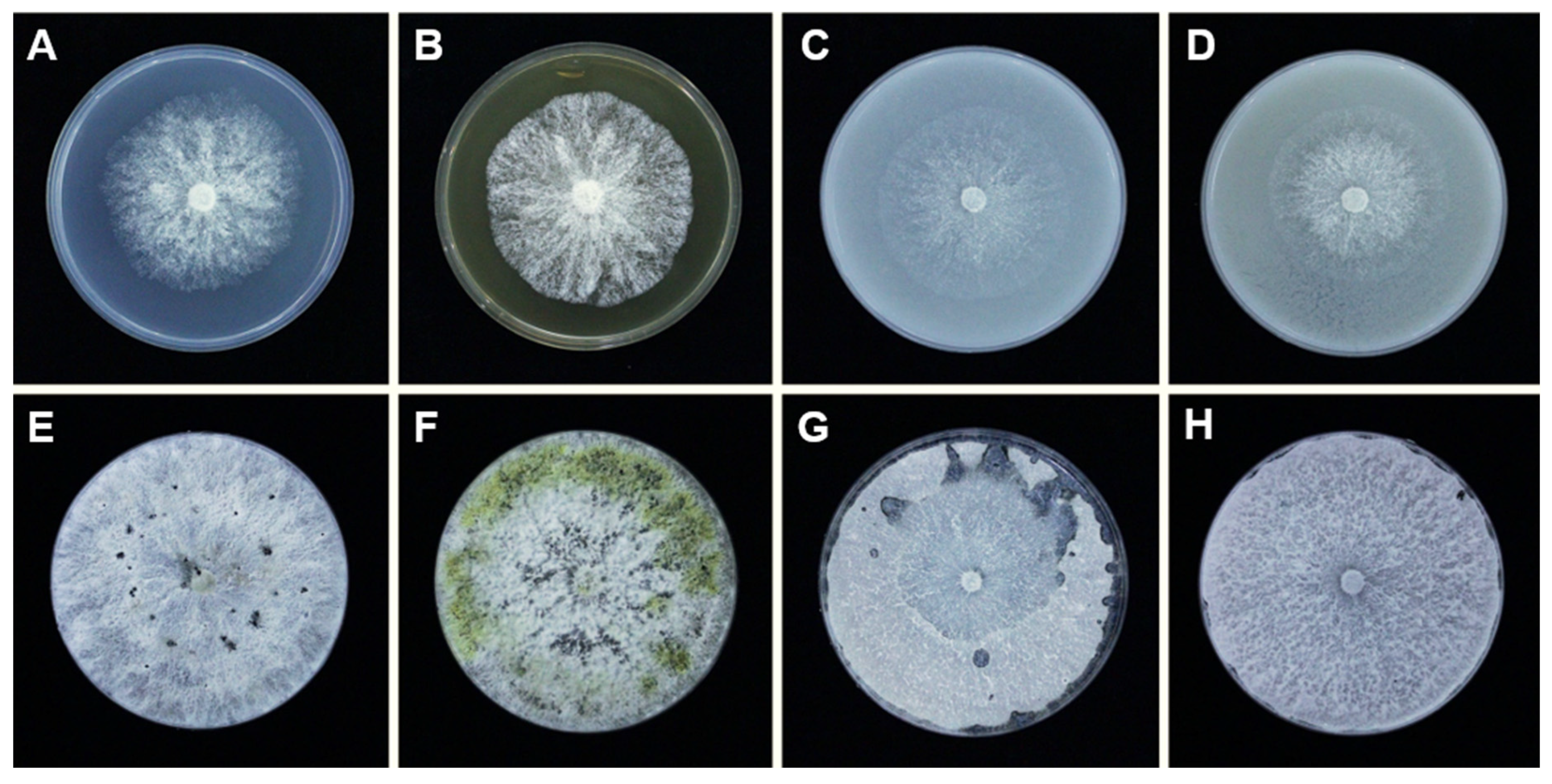 Plants 10 00218 g001 Plants 10 00218 g001