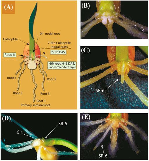 Plants Special Issue Biological Seed Treatments for Ecosustainable Agriculture