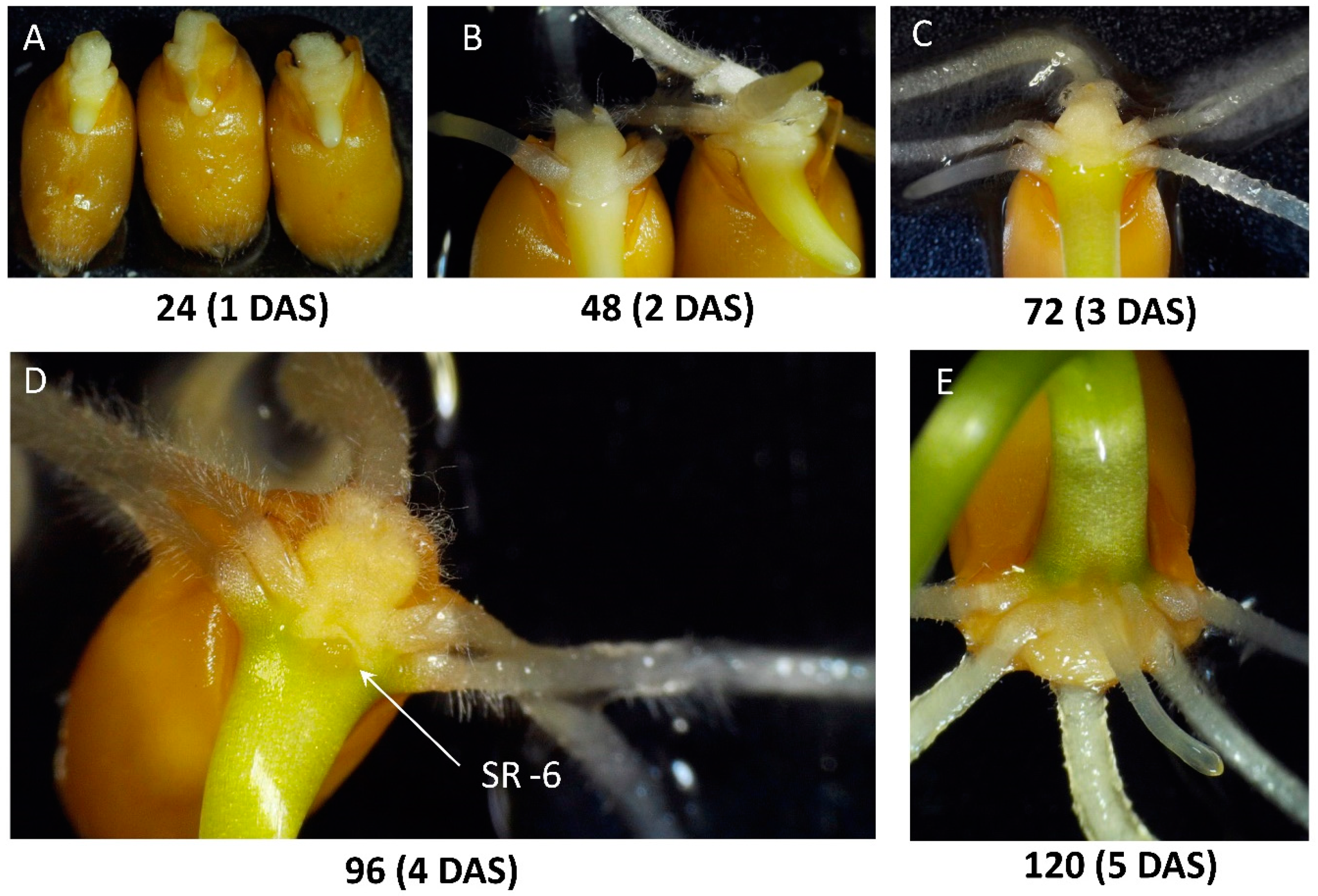 Plants 10 00219 g002 Plants 10 00219 g002