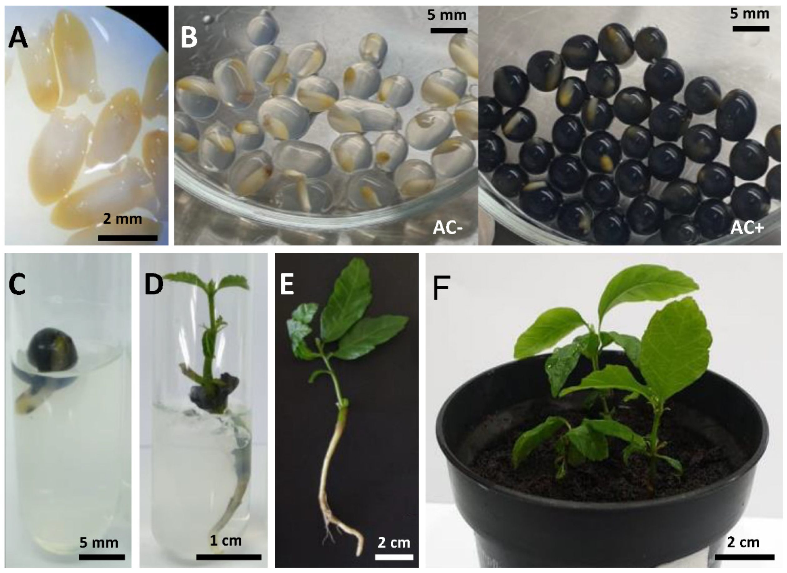 Plants 10 00231 g003 Plants 10 00231 g003