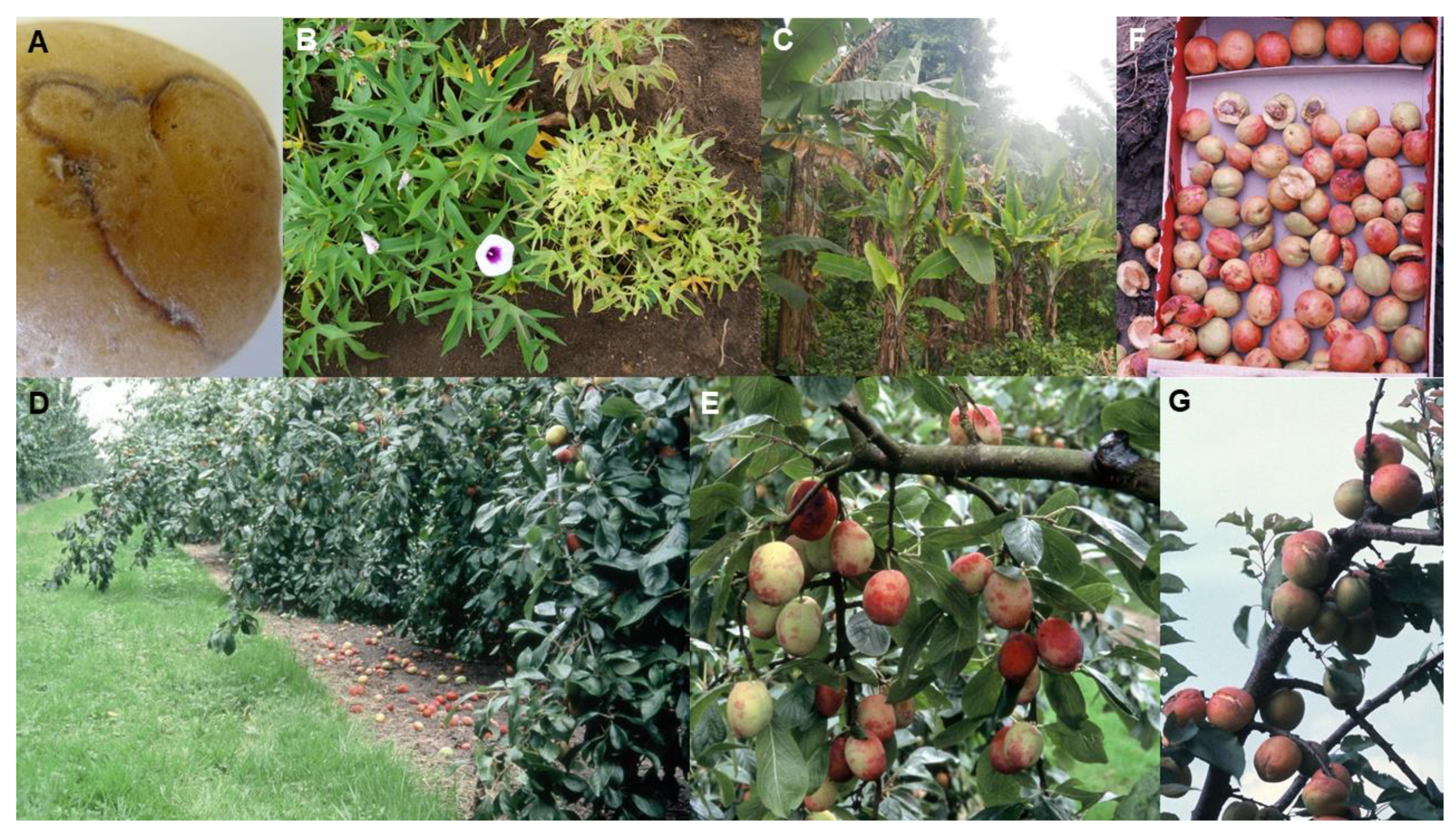 Plants 10 00233 g002