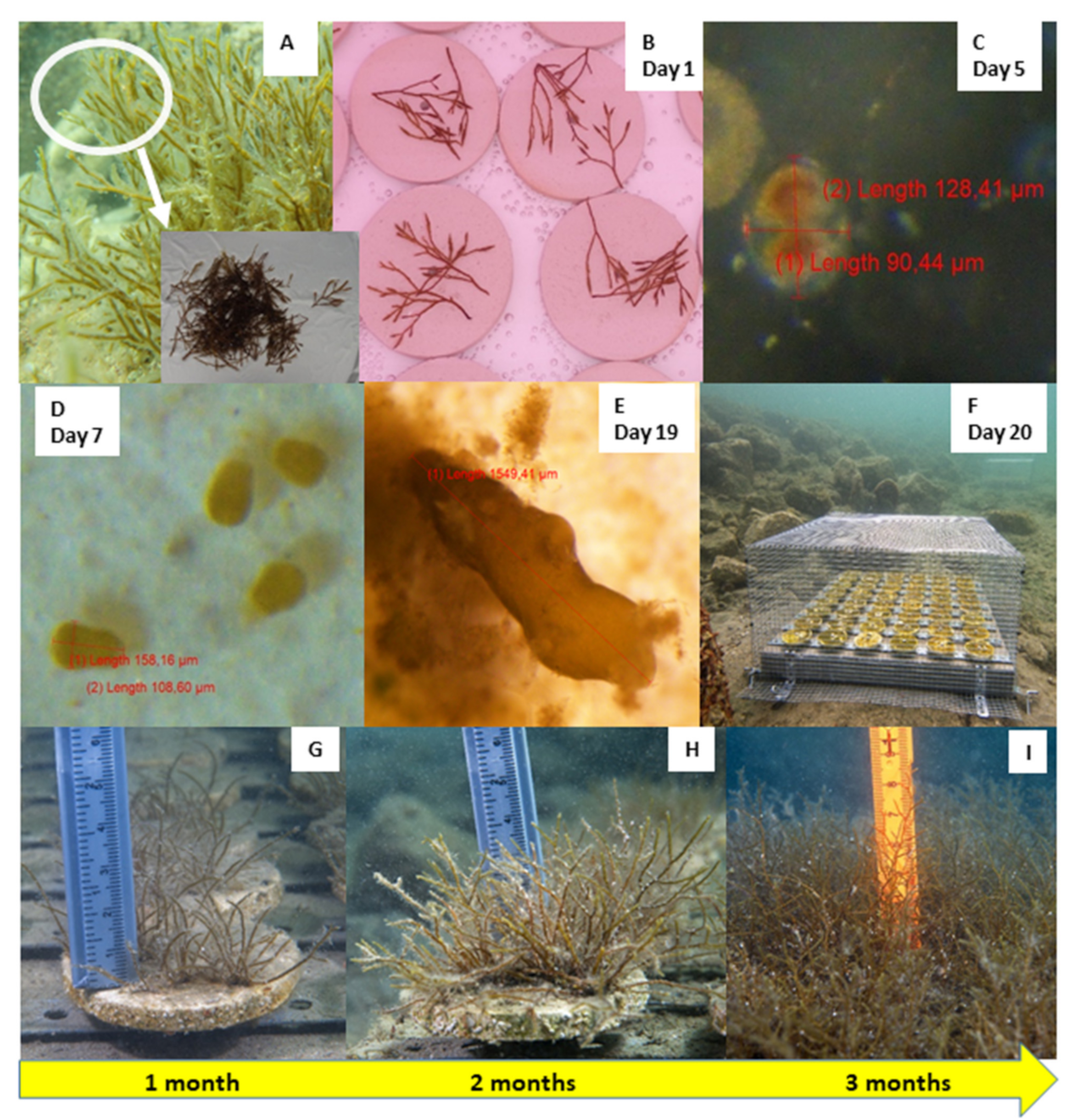 Plants 10 00239 g003 Plants 10 00239 g003