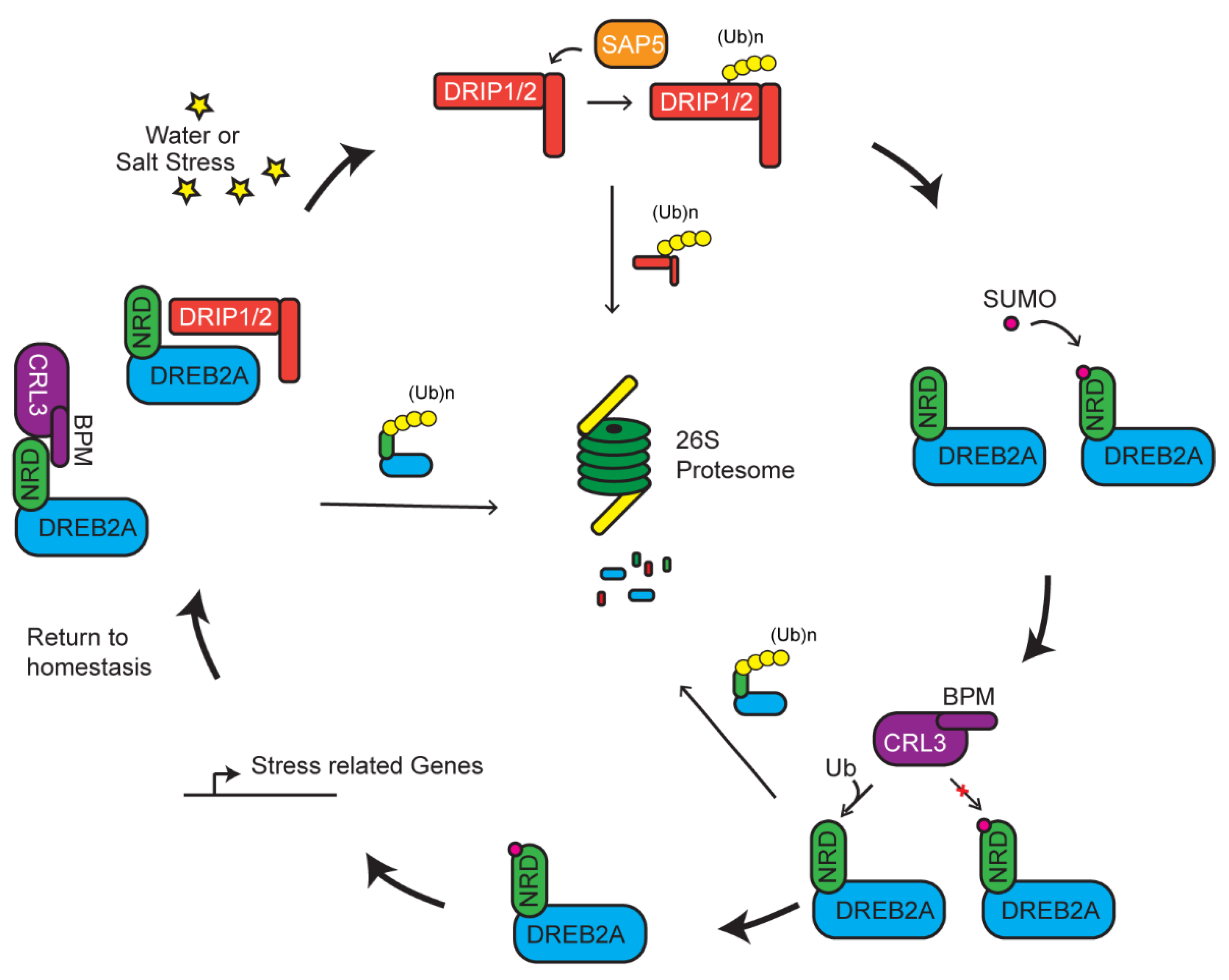 Plants 10 00246 g003
