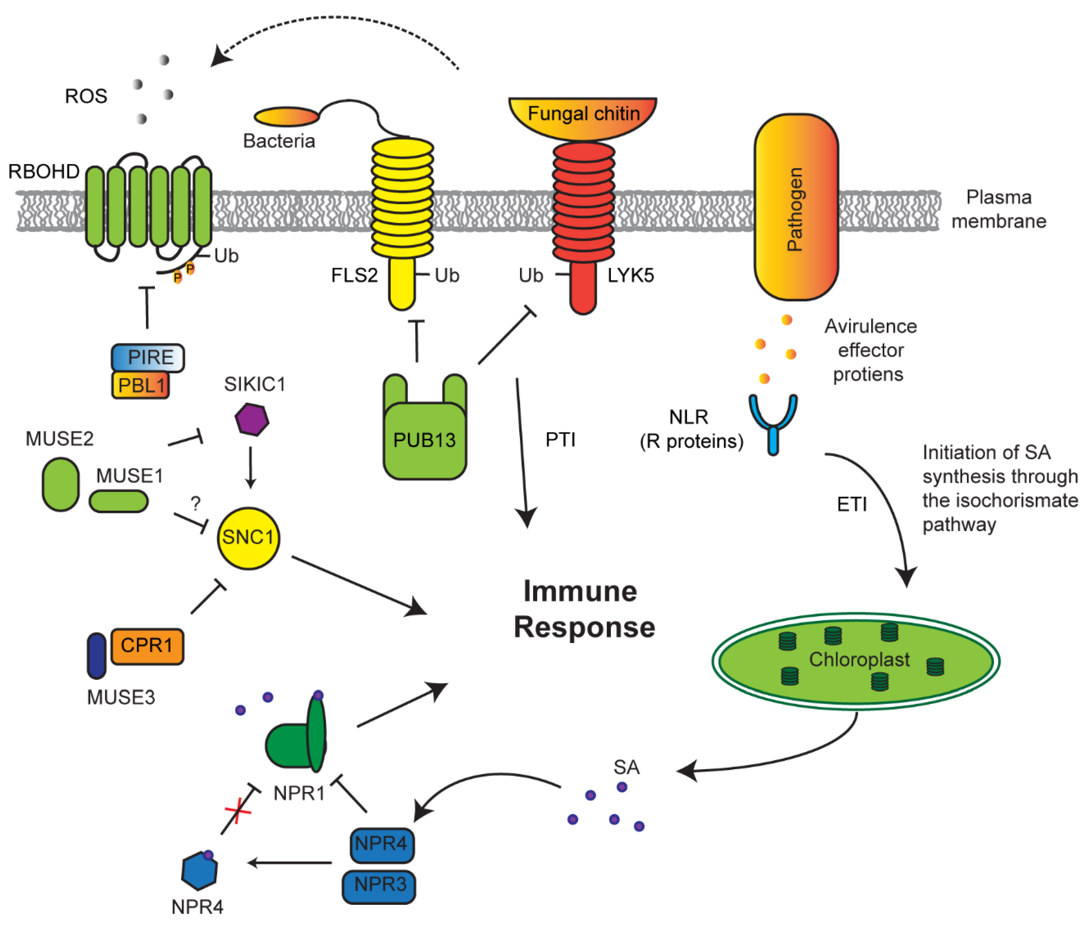 Plants 10 00246 g005