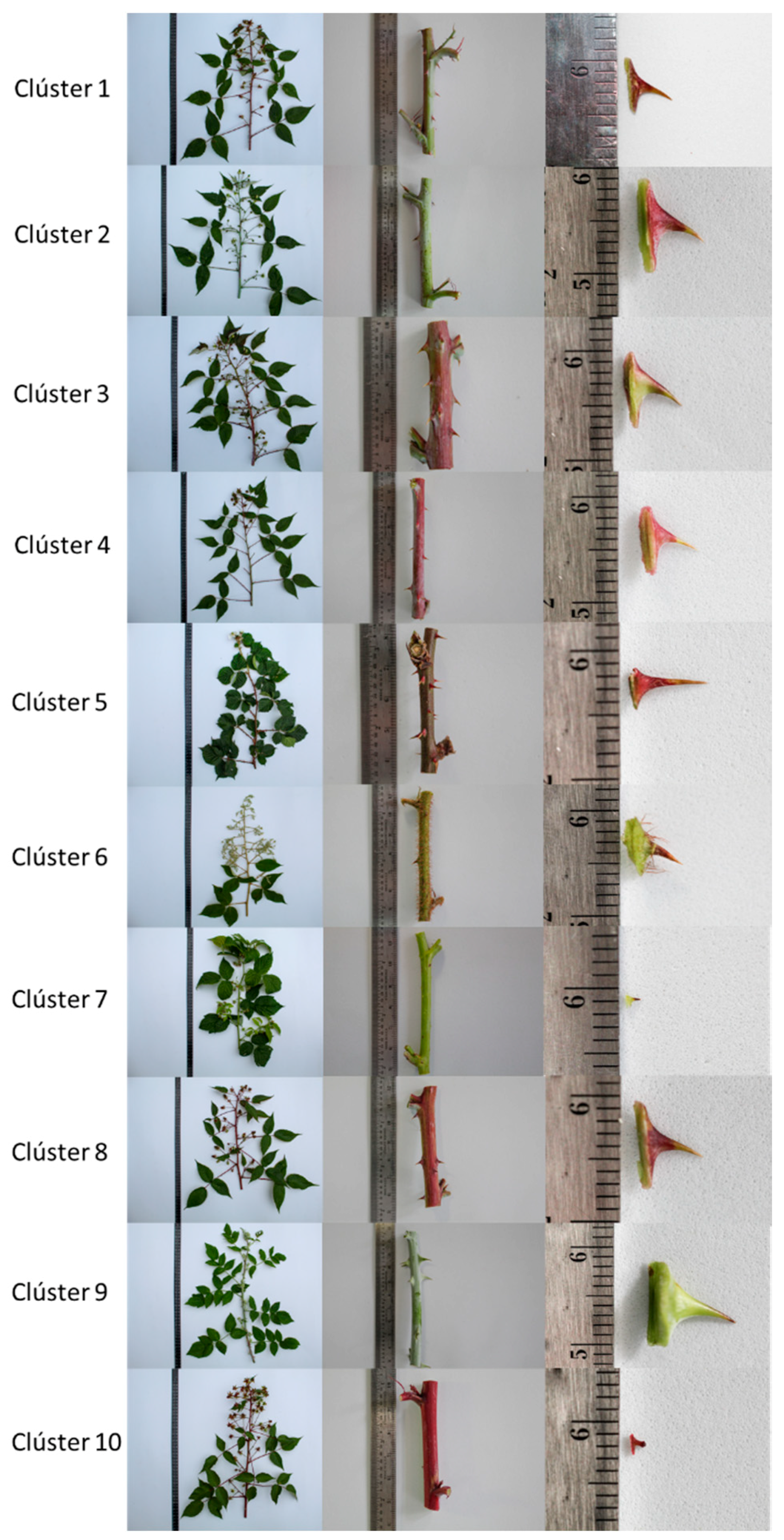 Plants 10 00247 g007 Plants 10 00247 g007