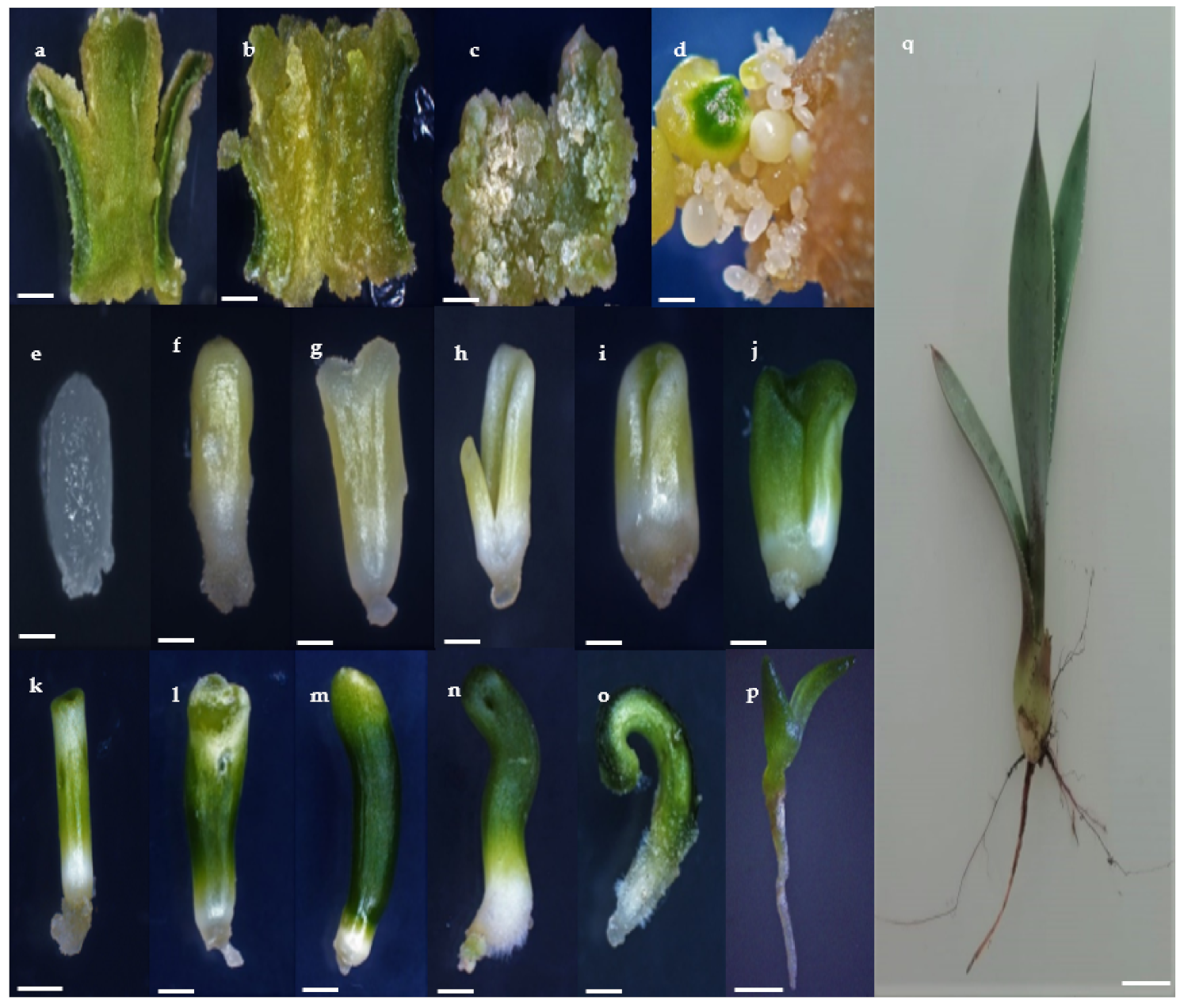 Plants 10 00249 g001 Plants 10 00249 g001