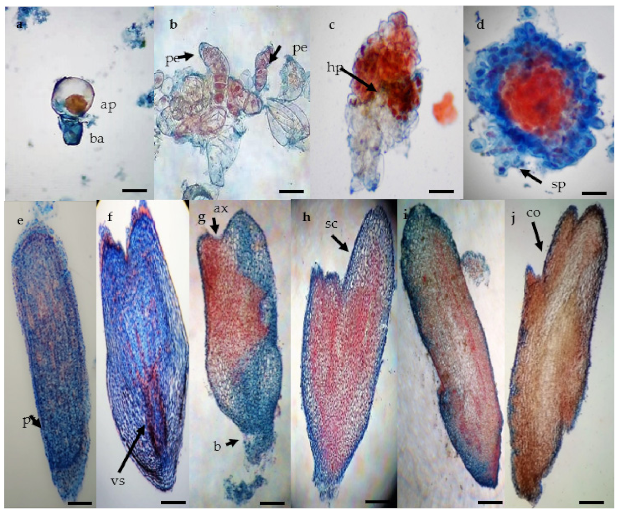 Plants 10 00249 g002 Plants 10 00249 g002