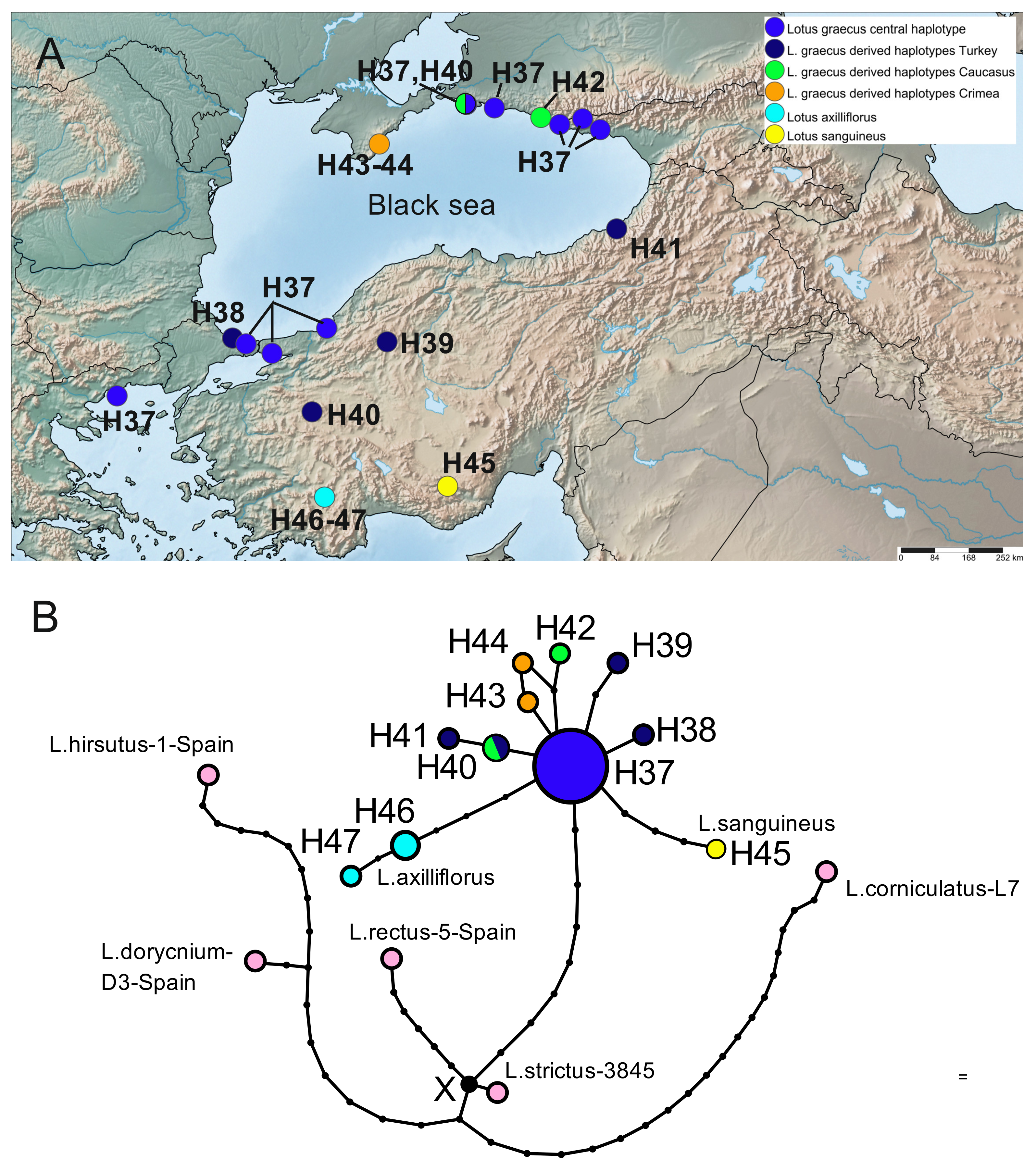 Plants Free Full Text Phylogenetic Placement And Phylogeography Of Large Flowered Lotus Species Leguminosae Formerly Classified In Dorycnium Evidence Of Pre Pleistocene Differentiation Of Western And Eastern Intraspecific Groups Html