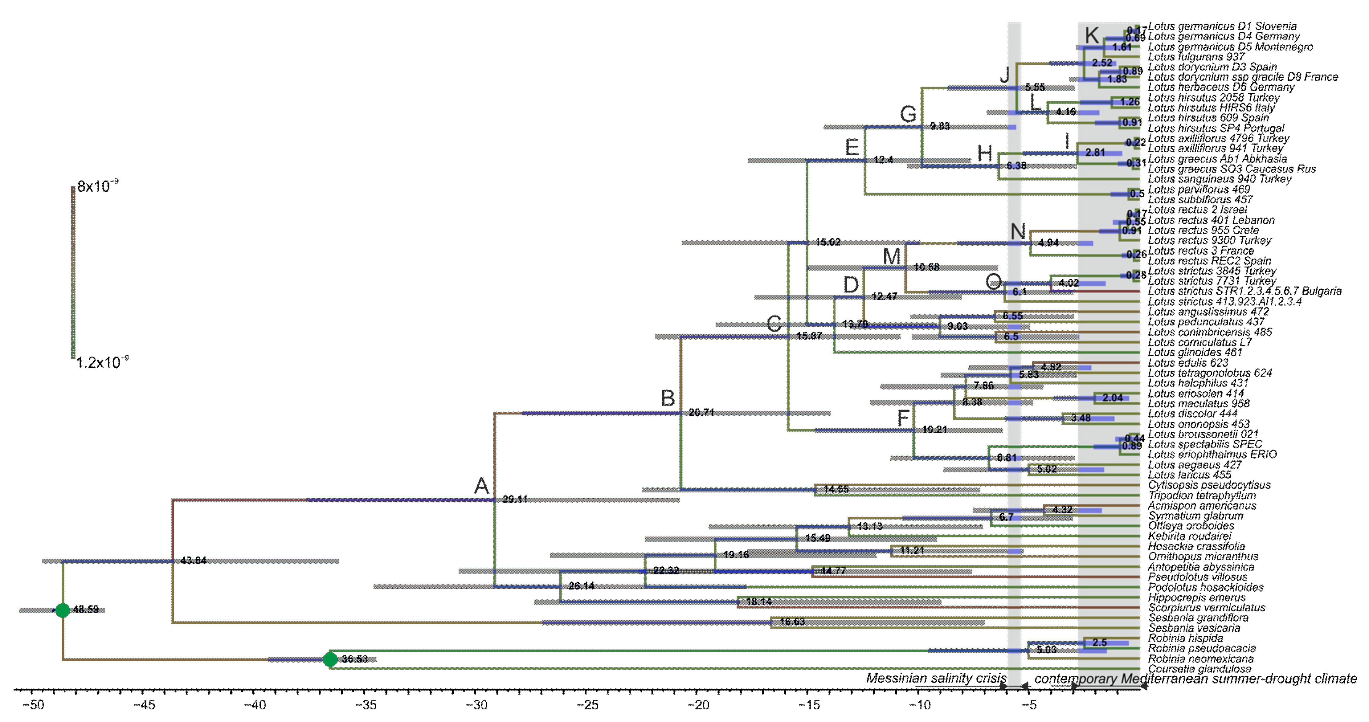 Plants Free Full Text Phylogenetic Placement And Phylogeography Of Large Flowered Lotus Species Leguminosae Formerly Classified In Dorycnium Evidence Of Pre Pleistocene Differentiation Of Western And Eastern Intraspecific Groups Html