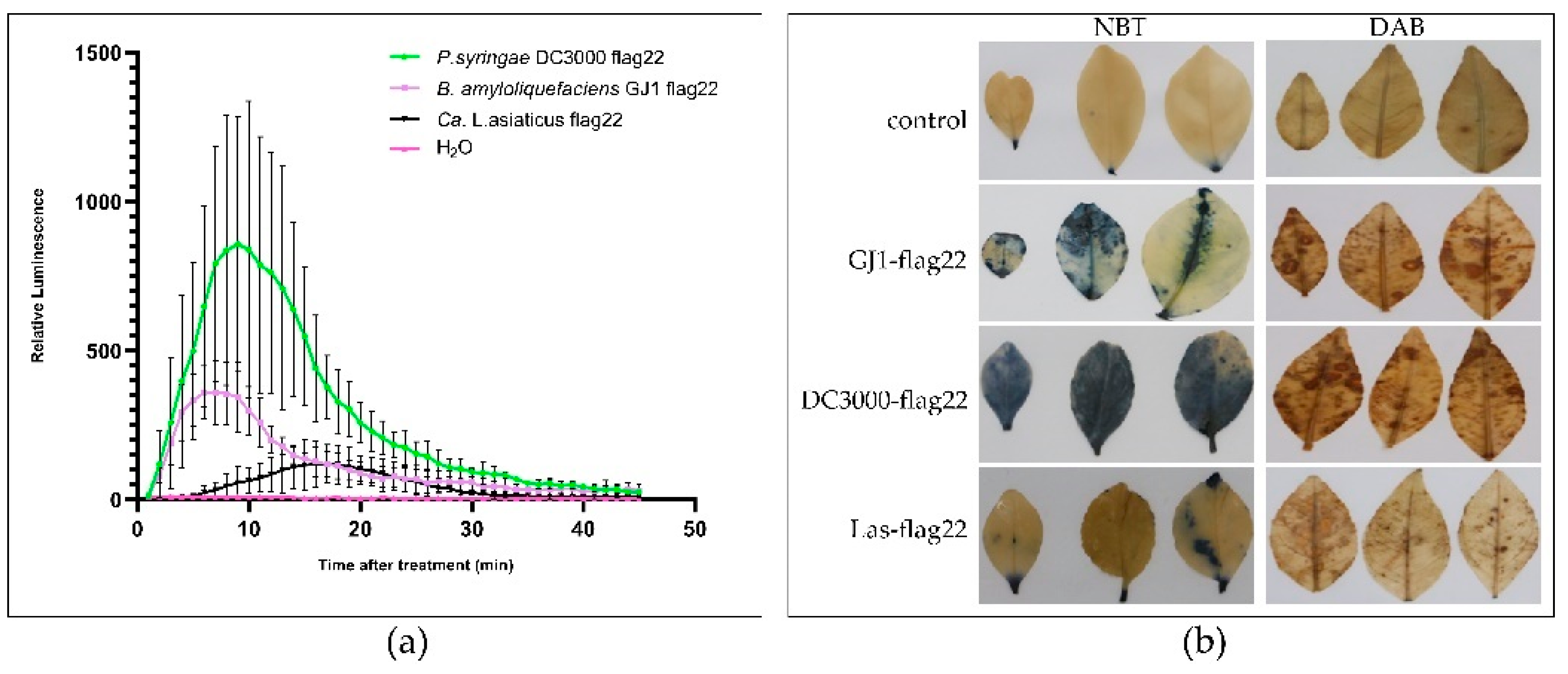 Plants 10 00261 g005 Plants 10 00261 g005