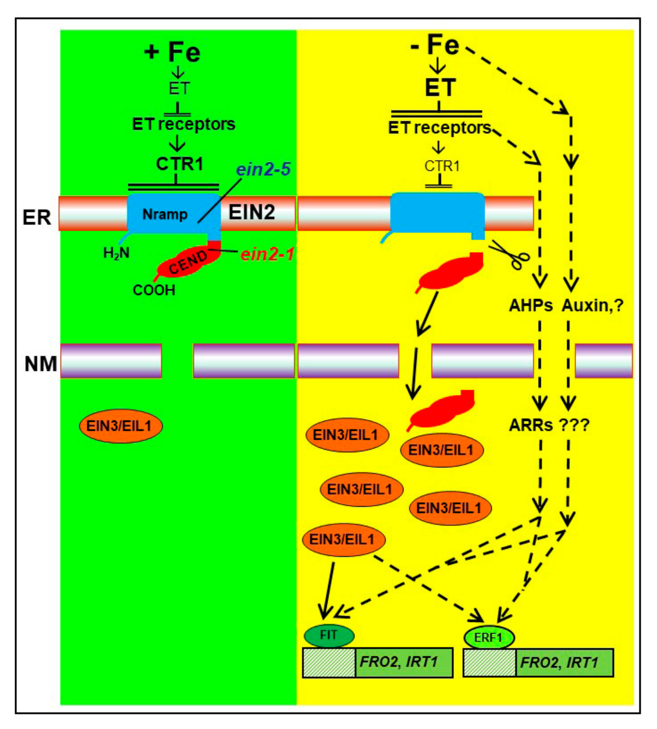 Plants 10 00262 g001 Plants 10 00262 g001