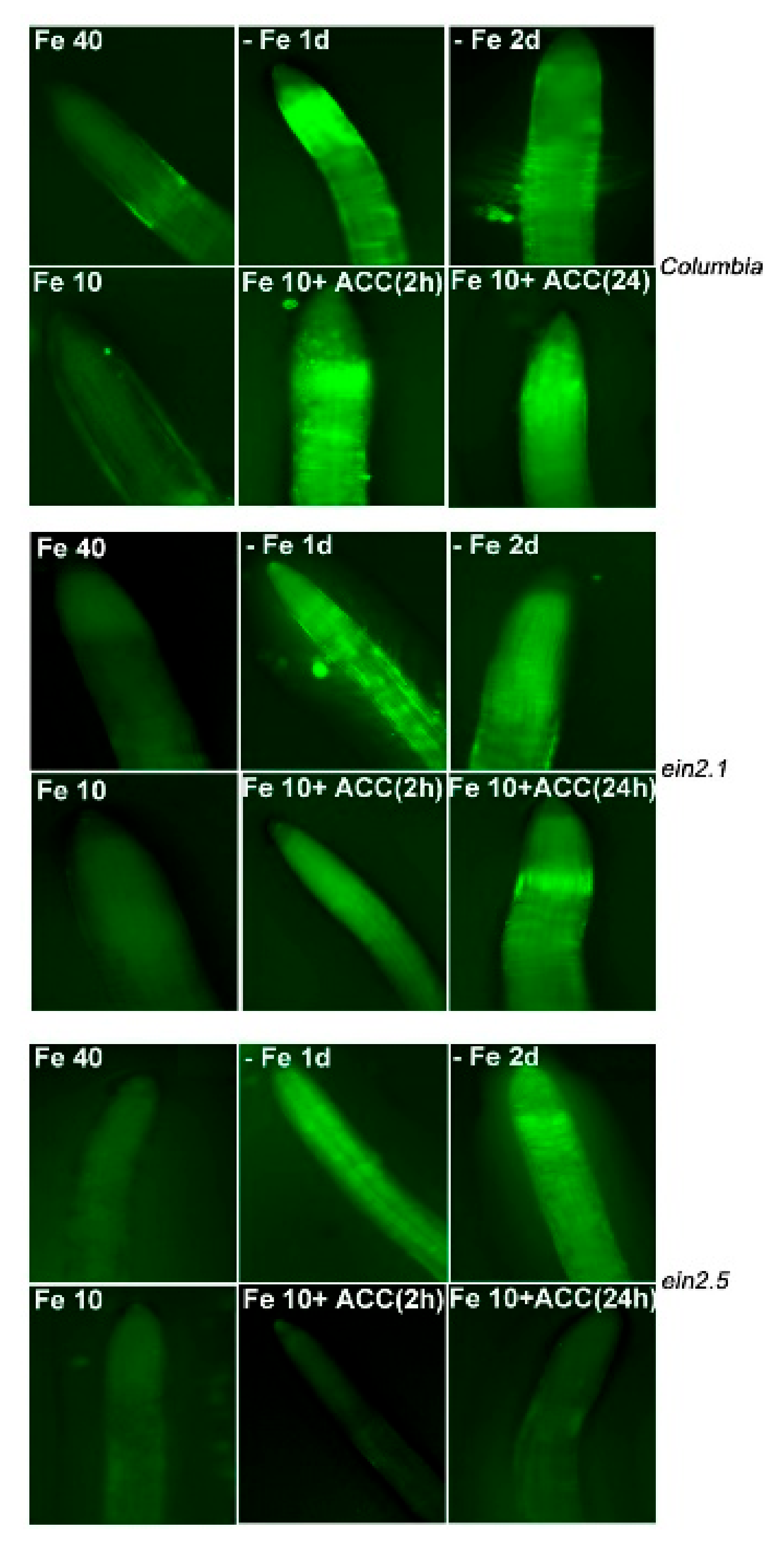 Plants 10 00262 g006 Plants 10 00262 g006