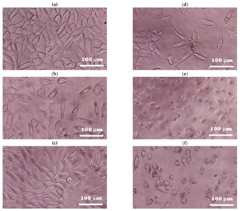 Plants 10 00266 g002 Plants 10 00266 g002