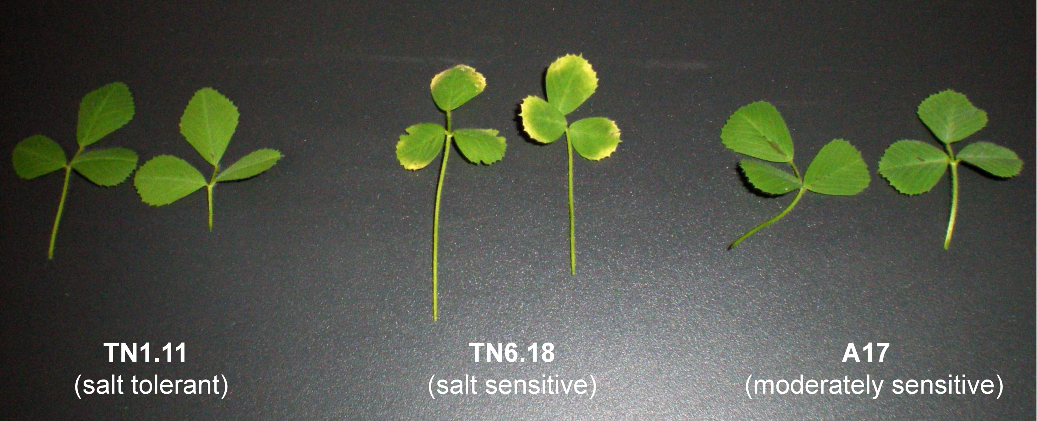 Plants 10 00269 g001