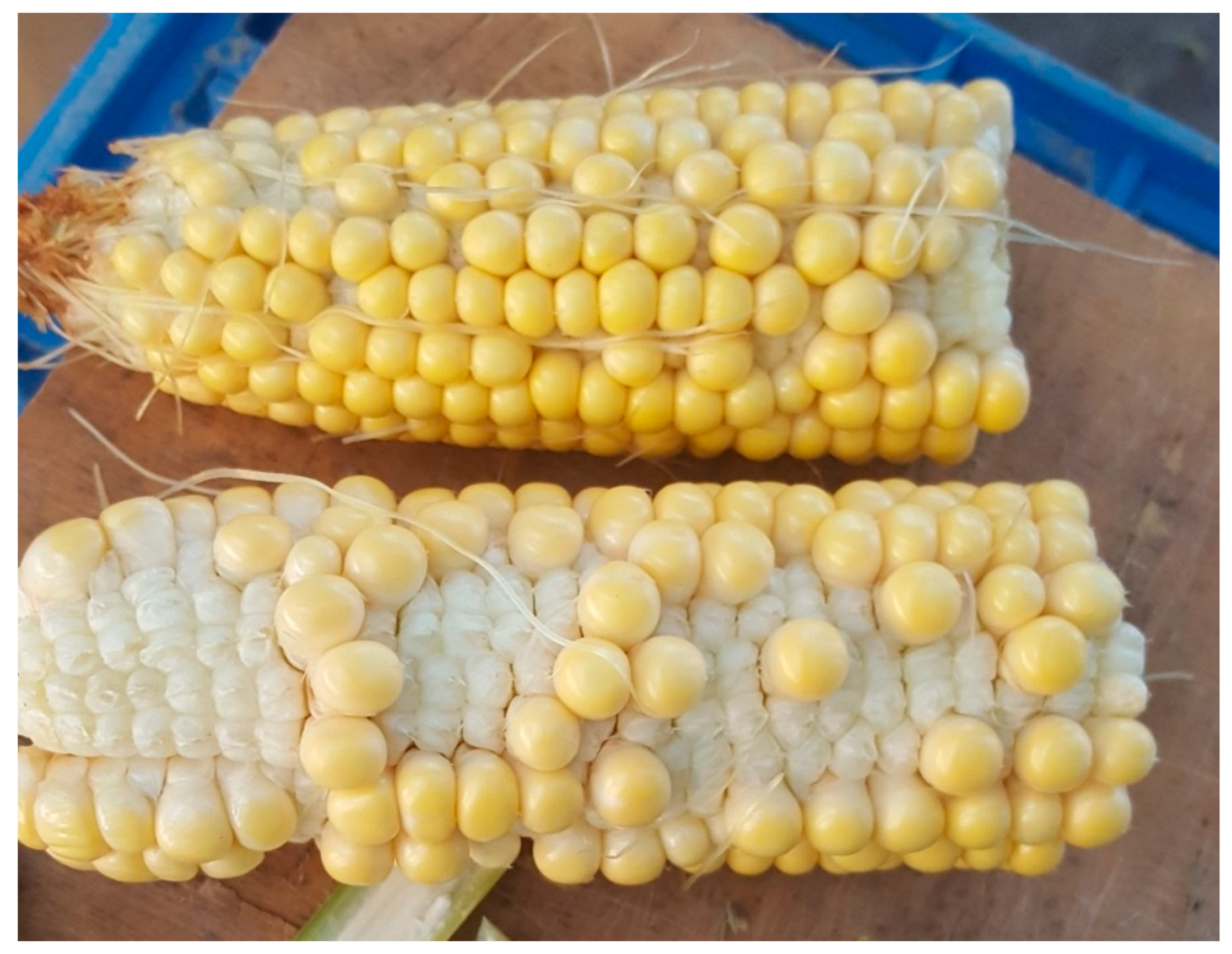 corn faces a timing kernel