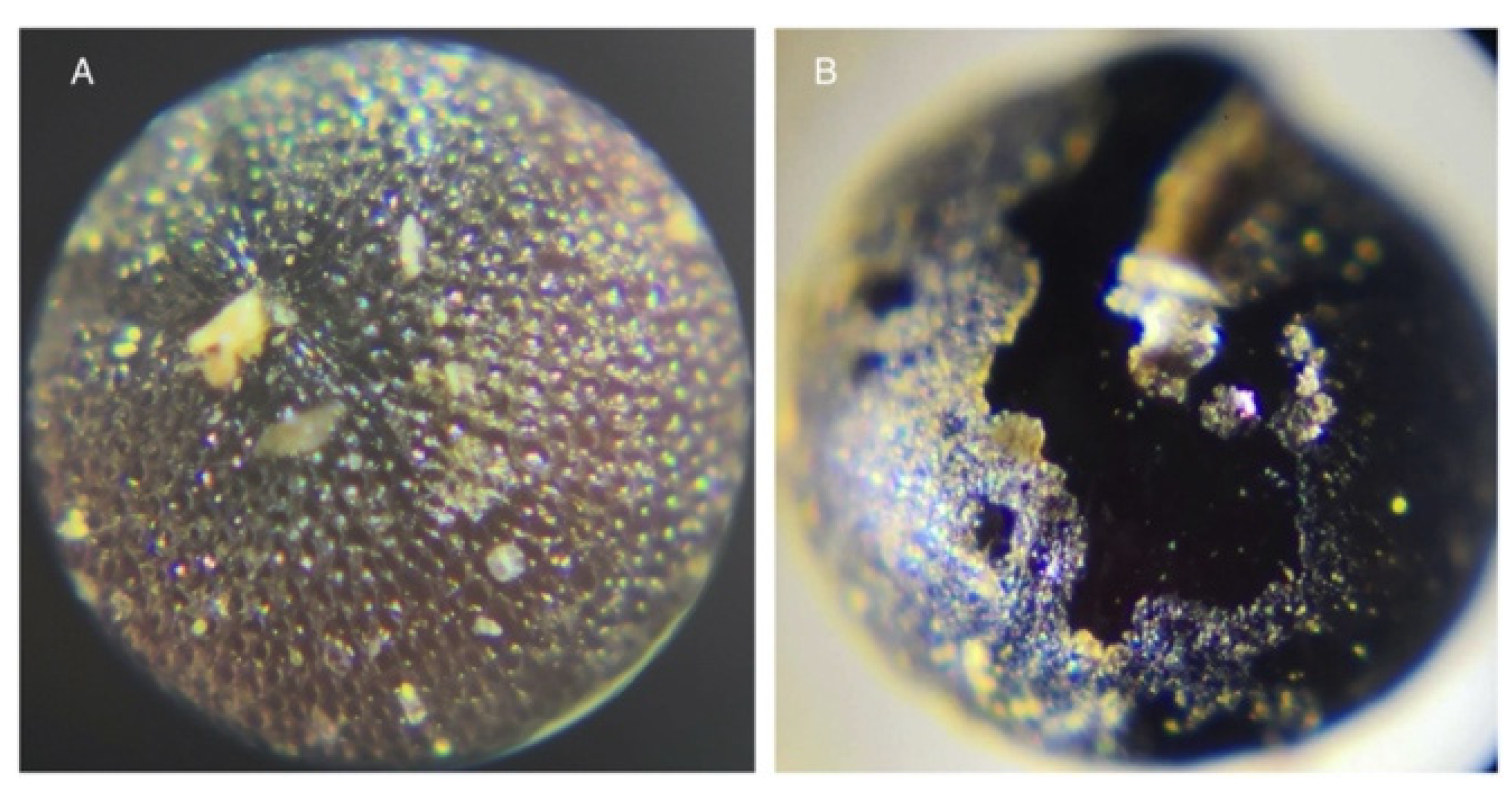 Plants 10 00298 g003