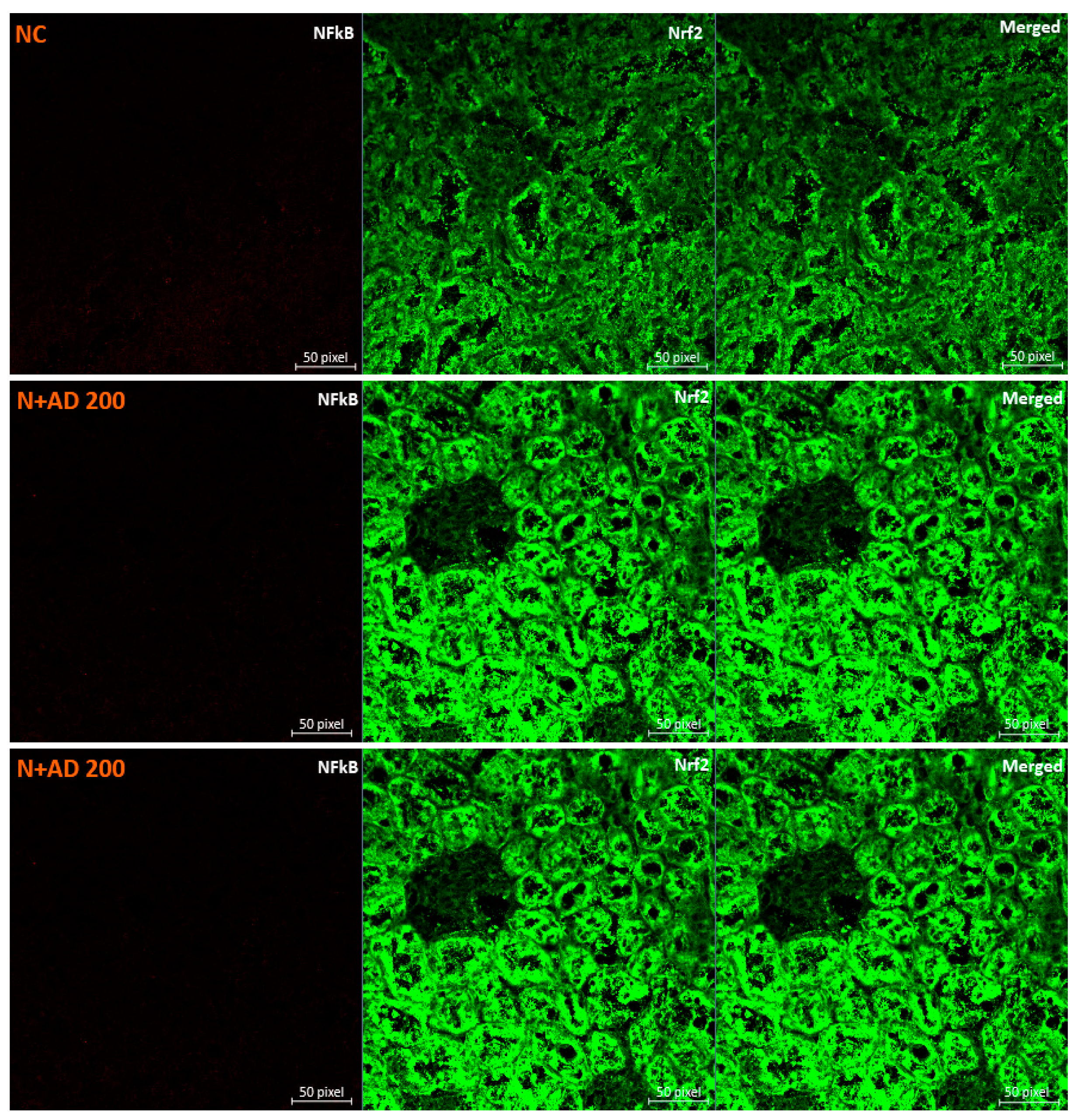 Plants 10 00300 g006a Plants 10 00300 g006a
