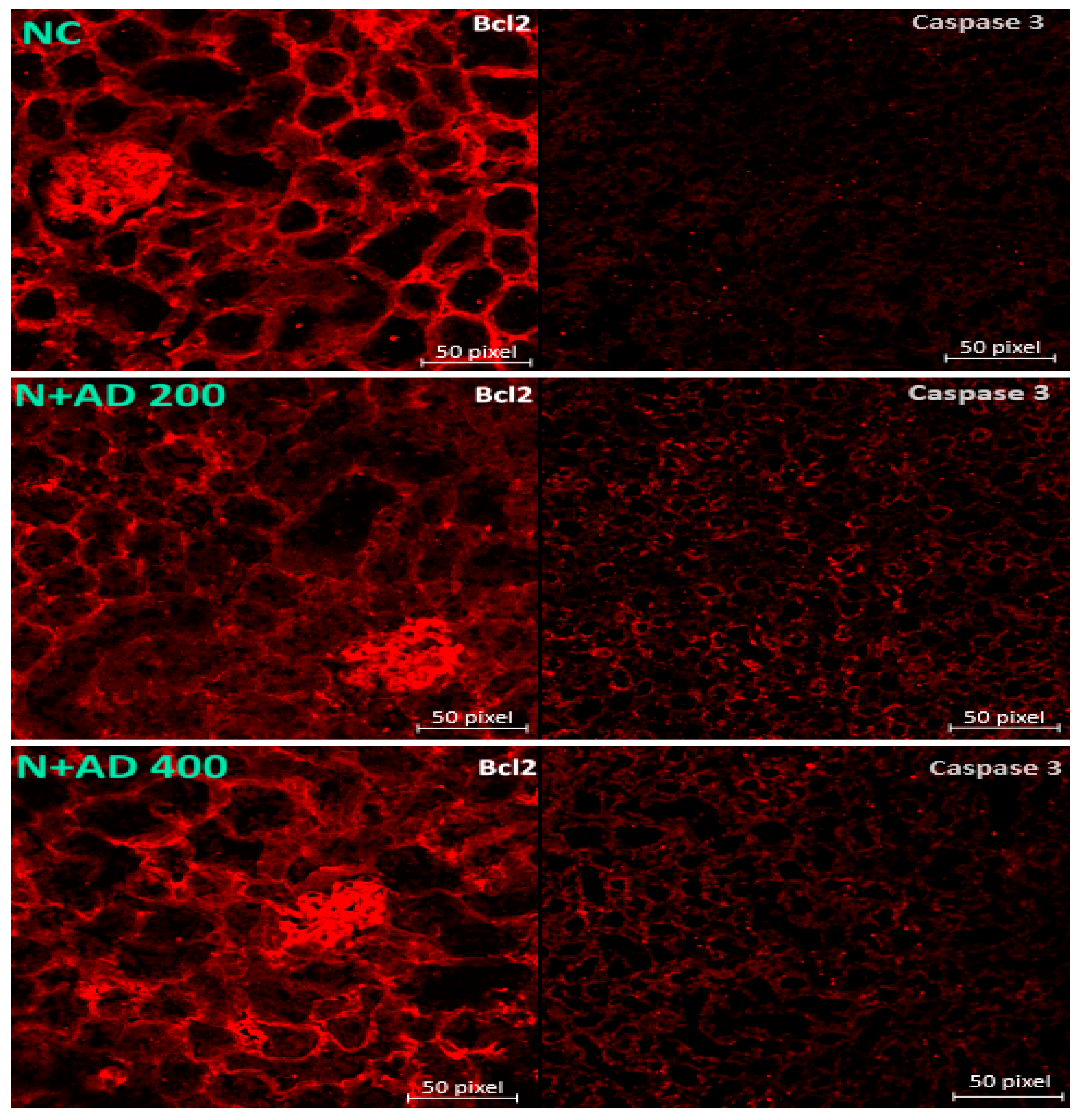 Plants 10 00300 g007a Plants 10 00300 g007a