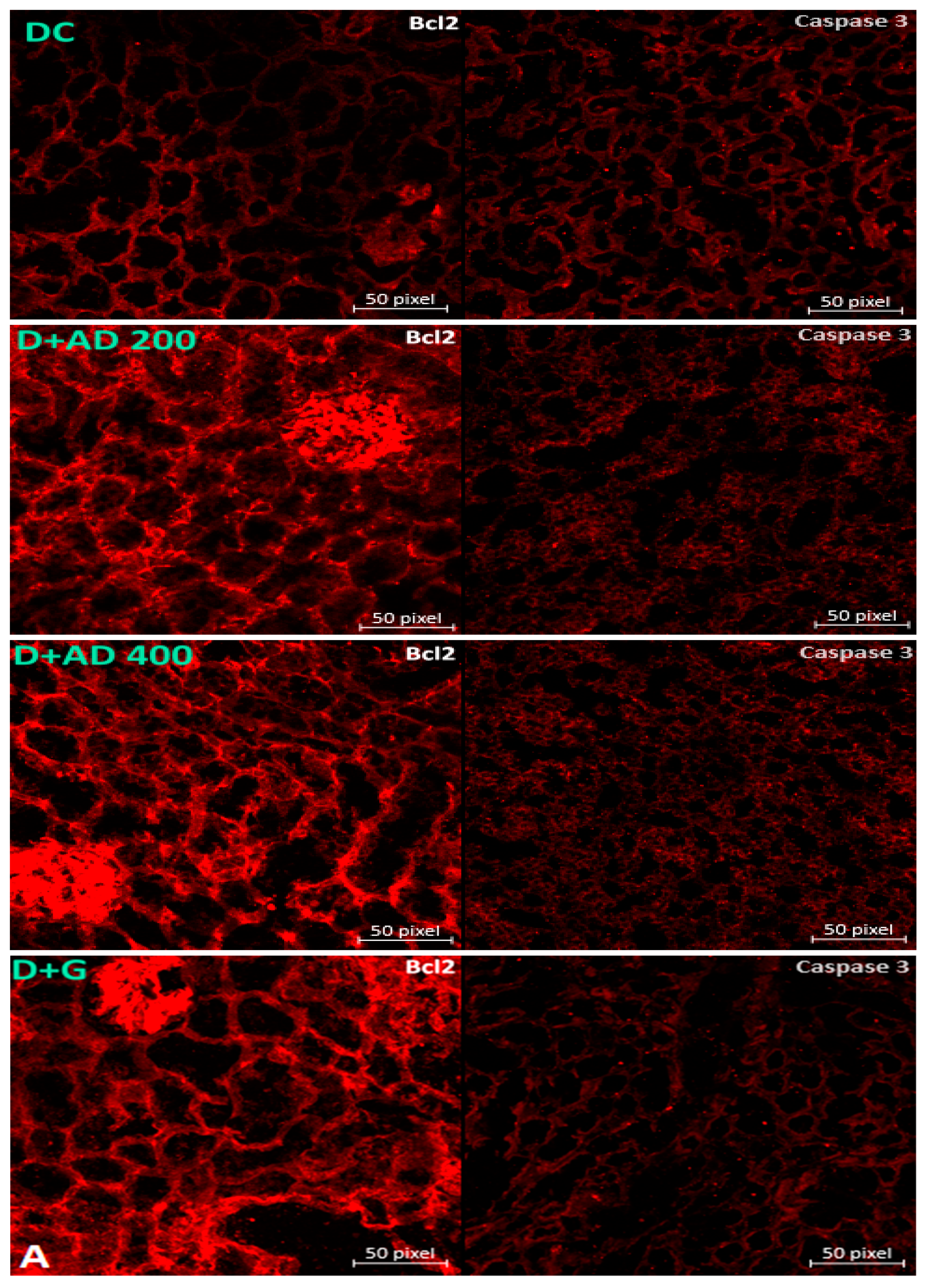 Plants 10 00300 g007b Plants 10 00300 g007b