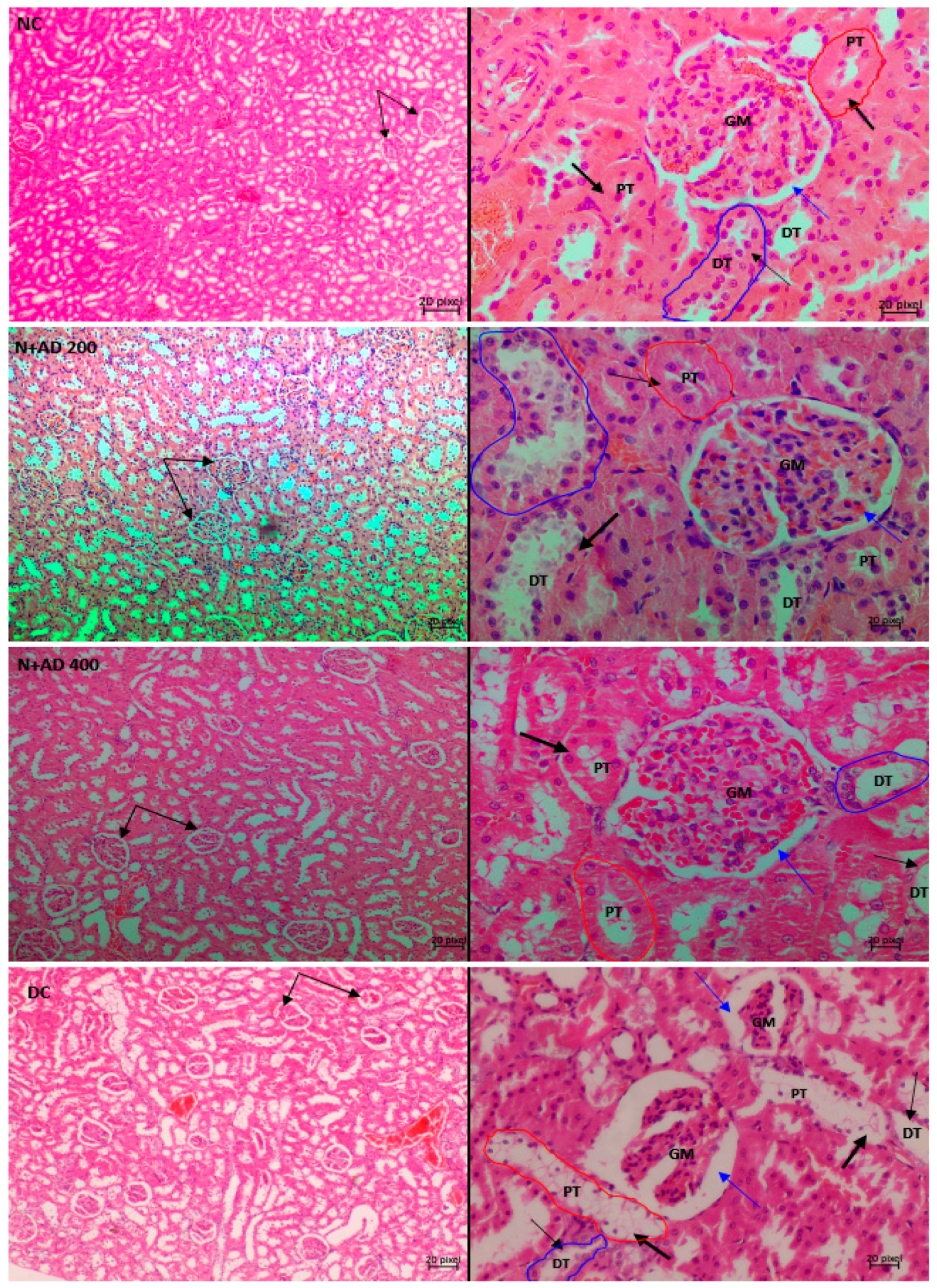 Plants 10 00300 g008a Plants 10 00300 g008a