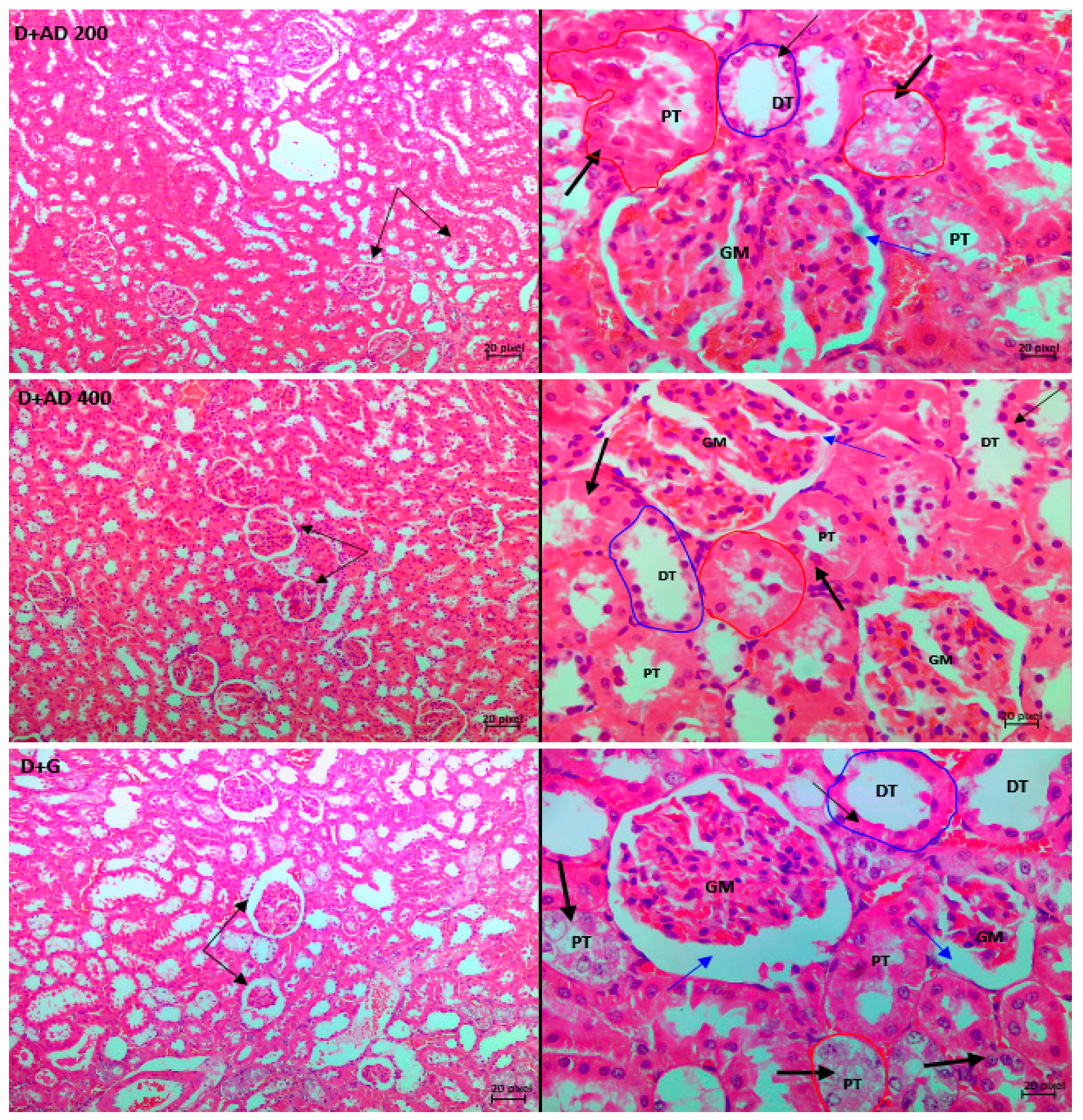 Plants 10 00300 g008b Plants 10 00300 g008b