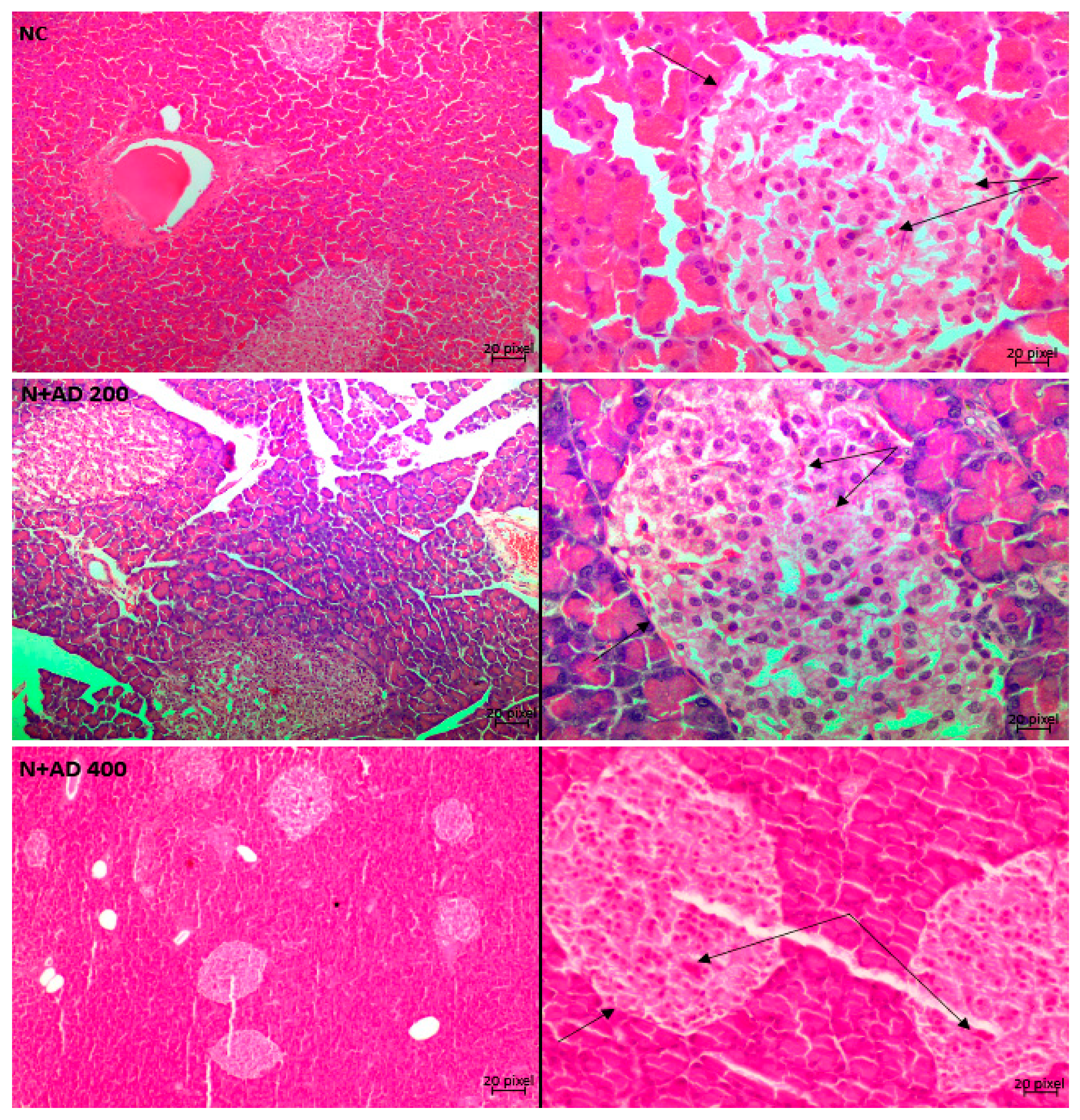 Plants 10 00300 g009a Plants 10 00300 g009a