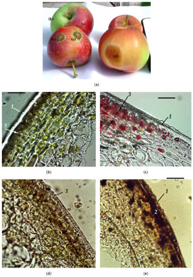 plants free full text linking tissue damage to hyperspectral reflectance for non invasive monitoring of apple fruit in orchards html