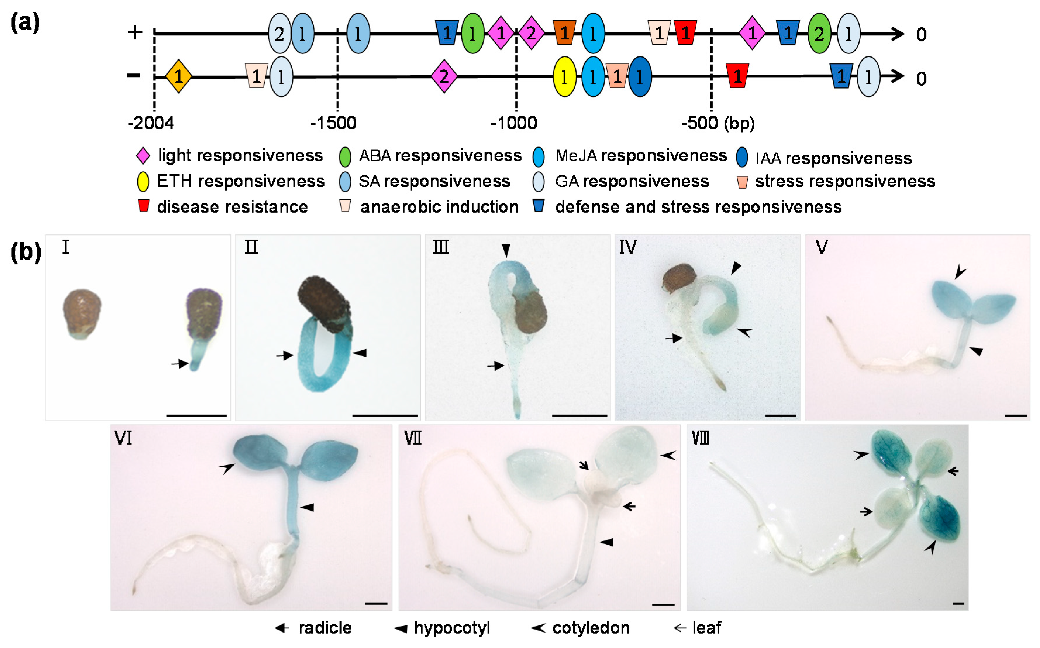 Plants 10 00323 g002 Plants 10 00323 g002
