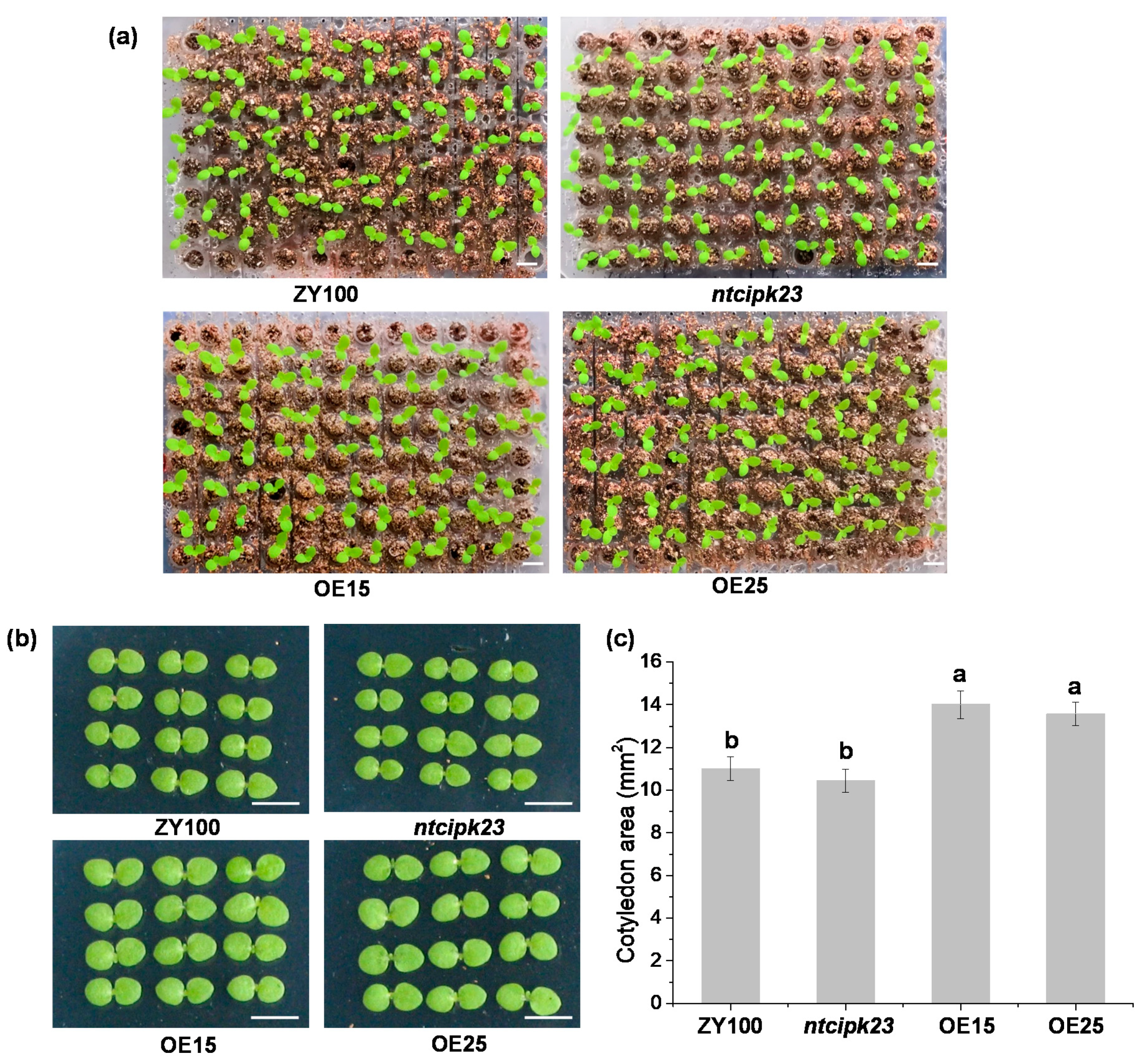 Plants 10 00323 g004 Plants 10 00323 g004